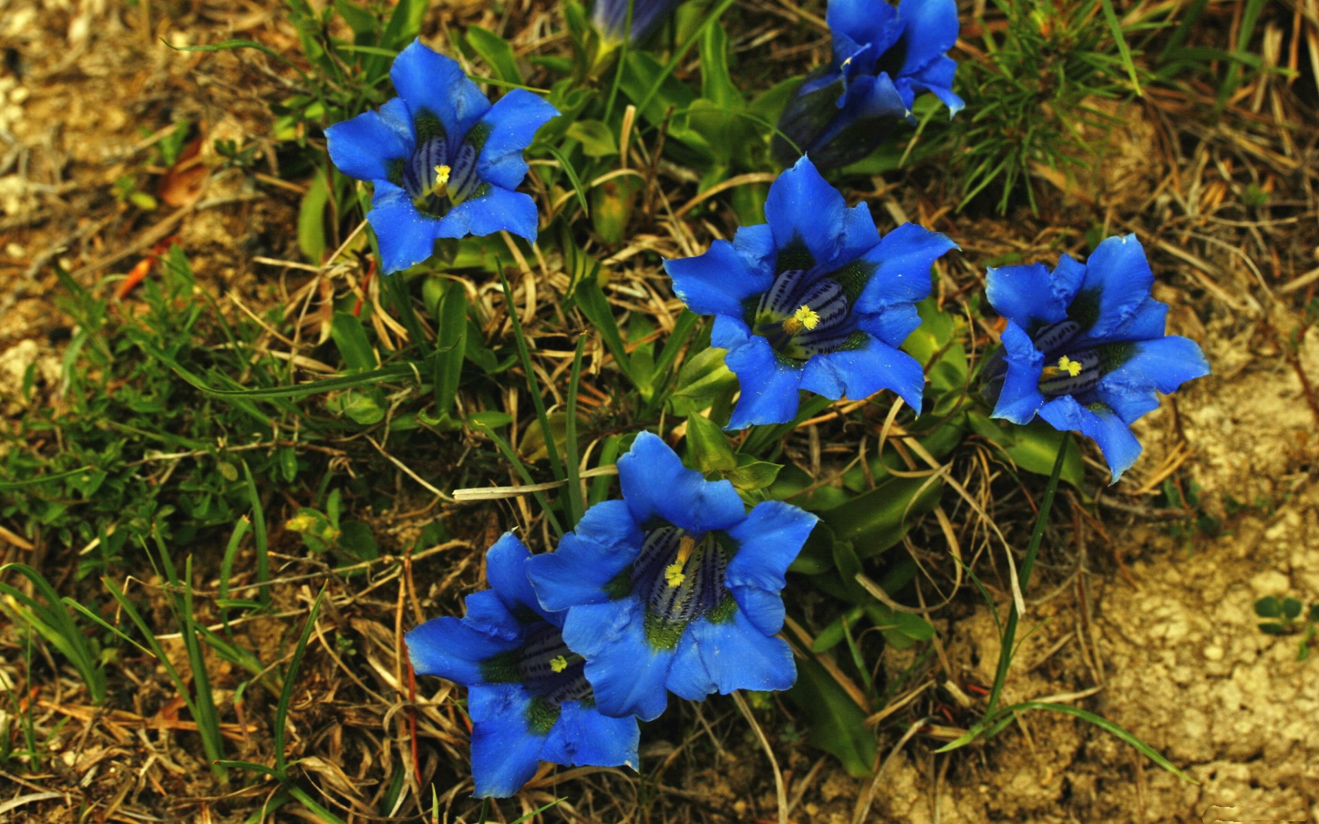 Téléchargez gratuitement l'image Fleurs, Fleur, Terre/nature sur le bureau de votre PC