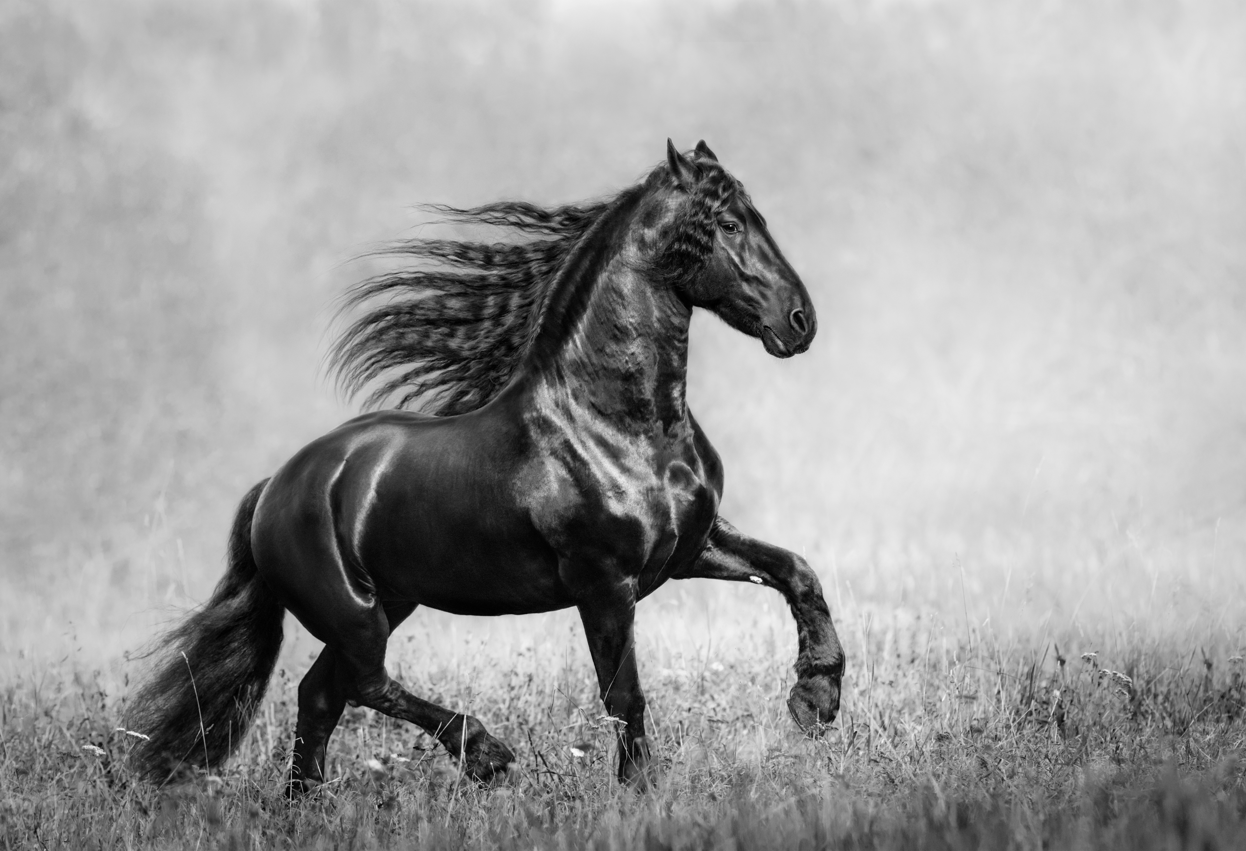 Download mobile wallpaper Animal, Horse, Black & White for free.