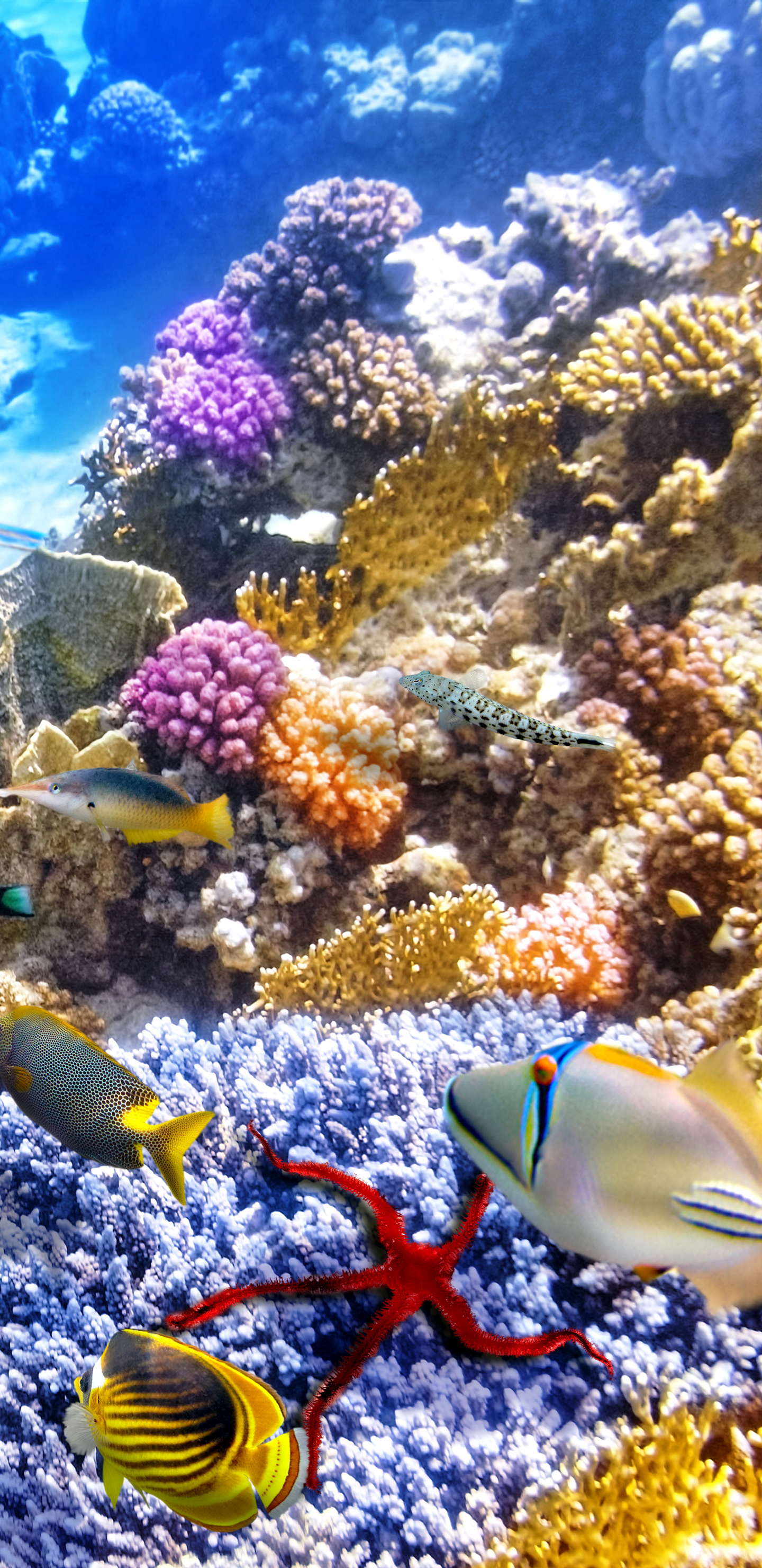 Handy-Wallpaper Tiere, Fische, Koralle, Fisch, Unterwasser kostenlos herunterladen.