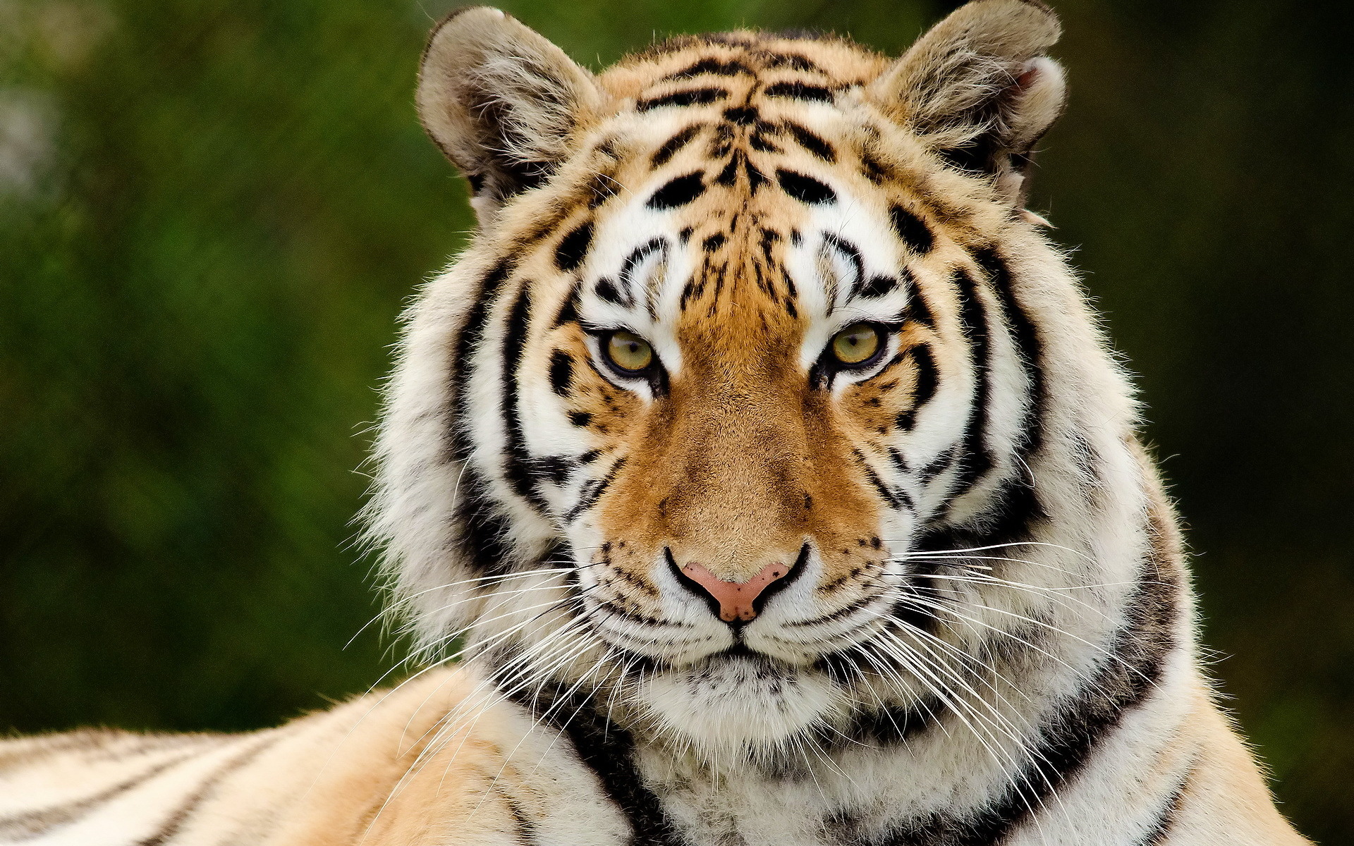 Free download wallpaper Tiger, Animal on your PC desktop