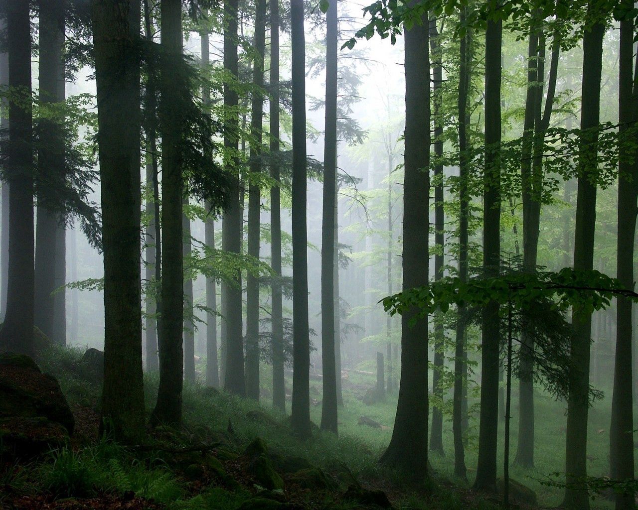 Download mobile wallpaper Fog, Trees, Forest, Nature for free.