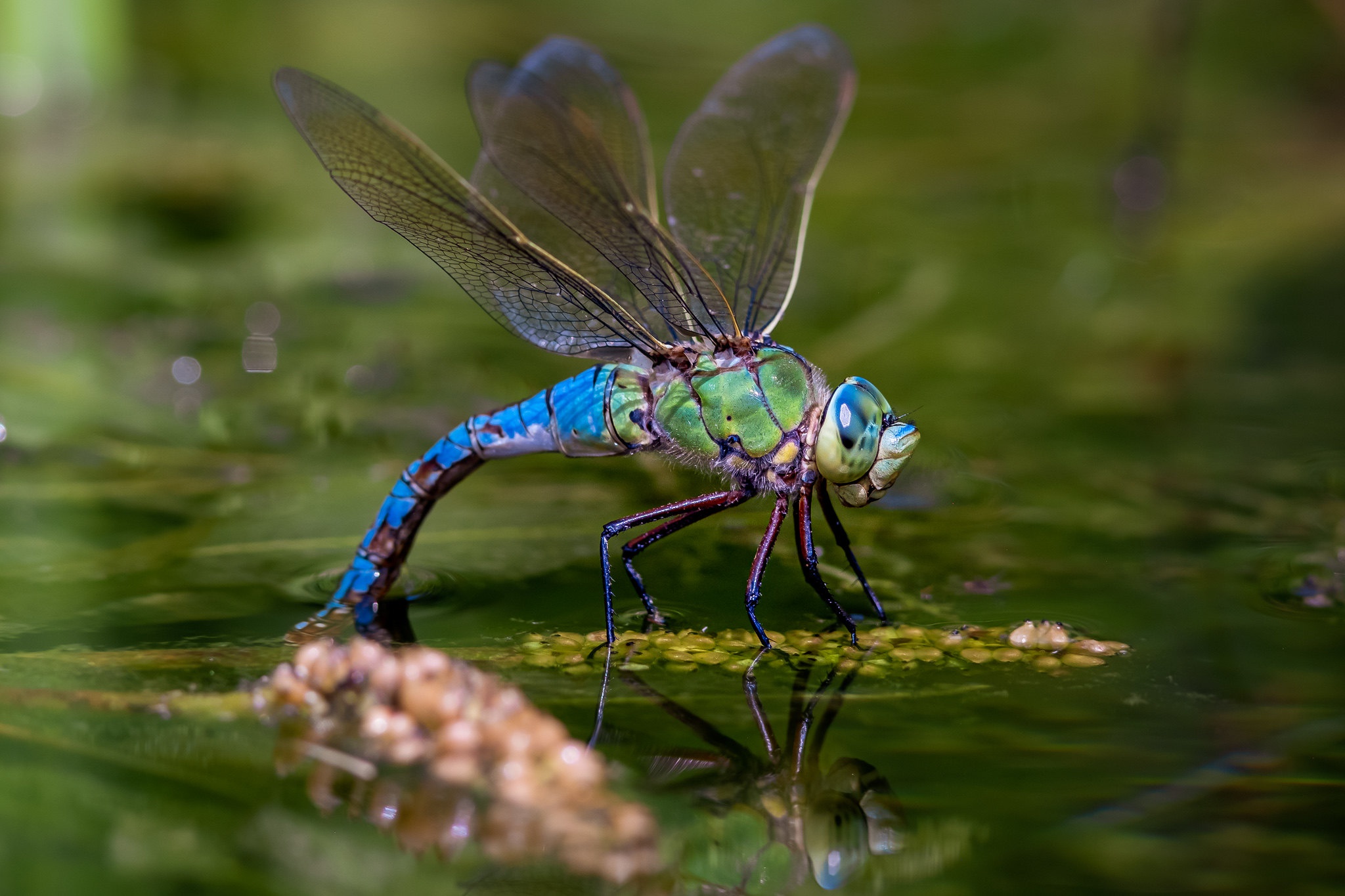 Download mobile wallpaper Water, Insects, Reflection, Macro, Insect, Animal, Dragonfly for free.