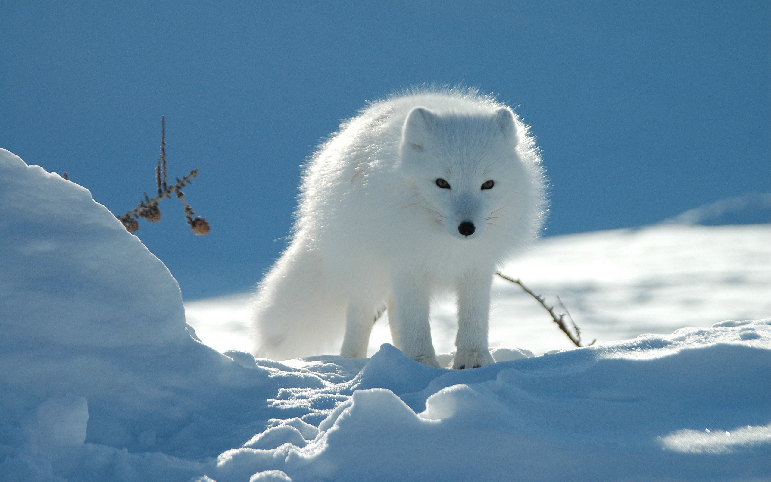 Скачать обои бесплатно Животные, Зима, Снег, Лиса, Арктическая Лиса картинка на рабочий стол ПК