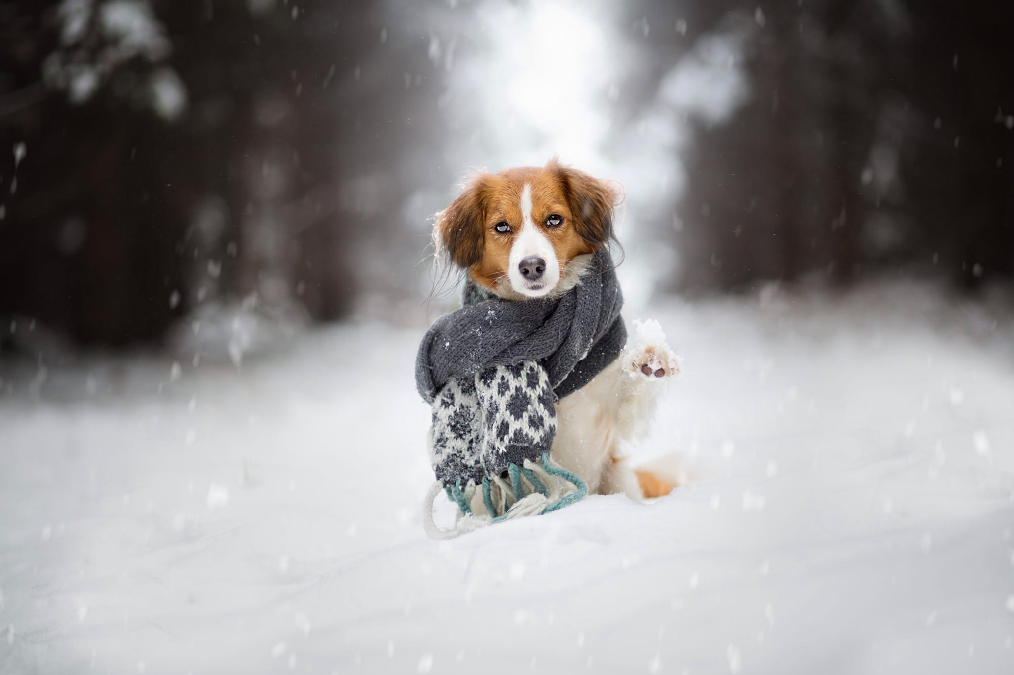 Handy-Wallpaper Tiere, Winter, Hunde, Schnee, Hund, Schal, Starren, Tiefenschärfe kostenlos herunterladen.