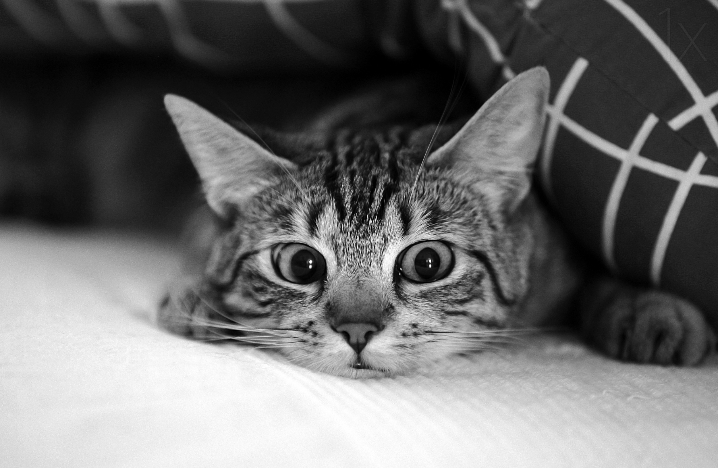 Download mobile wallpaper Cats, Cat, Animal, Black & White, Stare for free.