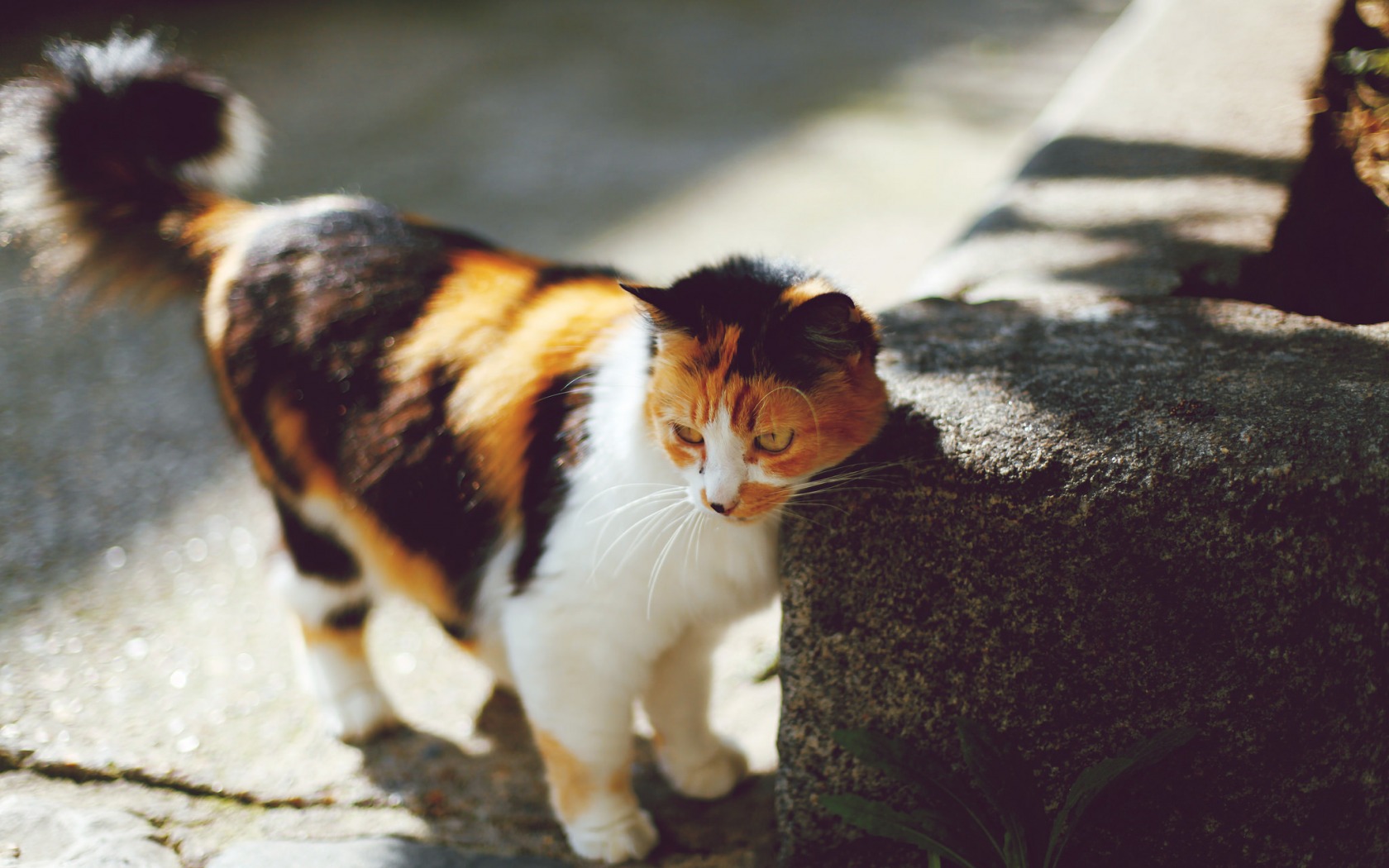 Baixe gratuitamente a imagem Animais, Gatos, Gato na área de trabalho do seu PC