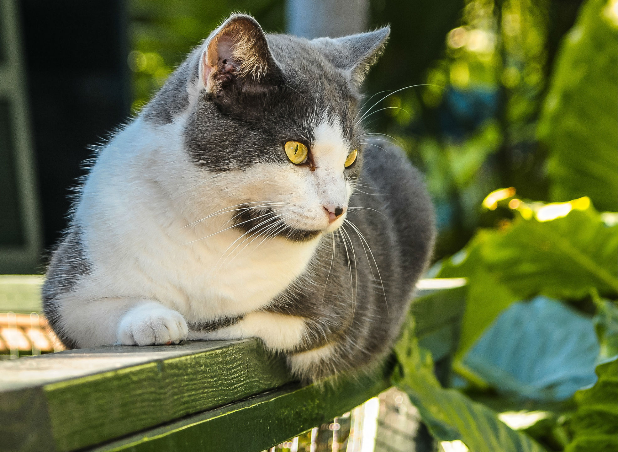 Descarga gratuita de fondo de pantalla para móvil de Animales, Gatos, Gato.