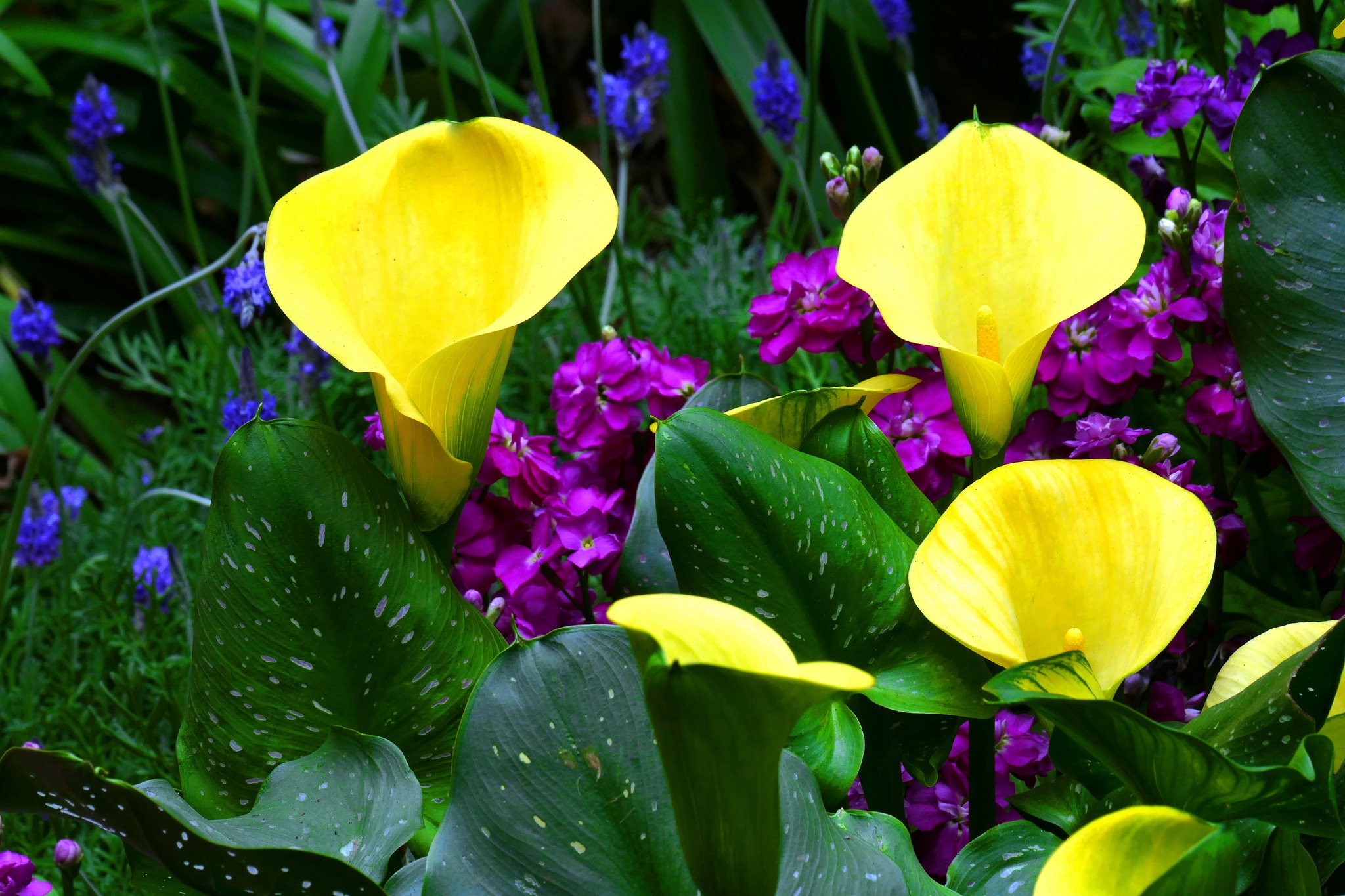 Download mobile wallpaper Nature, Flowers, Flower, Earth, Yellow Flower, Calla Lily for free.