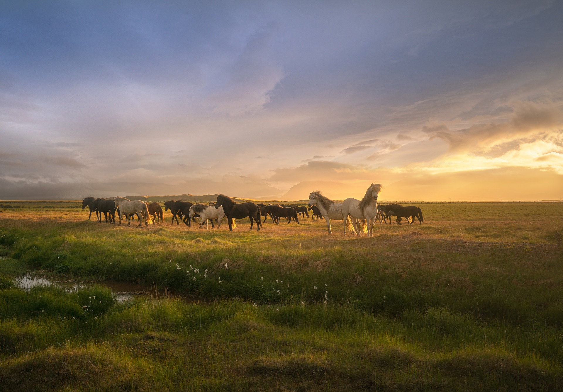 Download mobile wallpaper Grass, Animal, Horse for free.