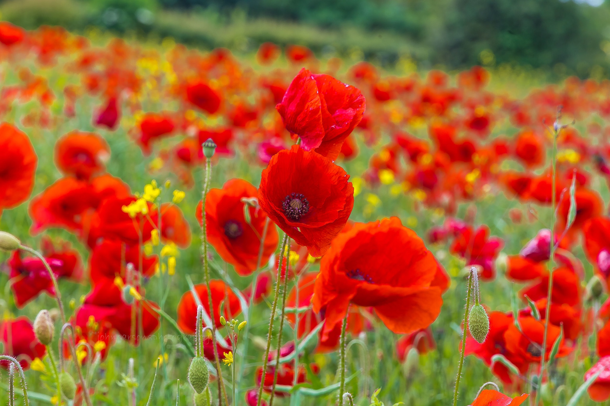 Laden Sie das Blumen, Mohn, Sommer, Blume, Nahansicht, Rote Blume, Erde/natur-Bild kostenlos auf Ihren PC-Desktop herunter