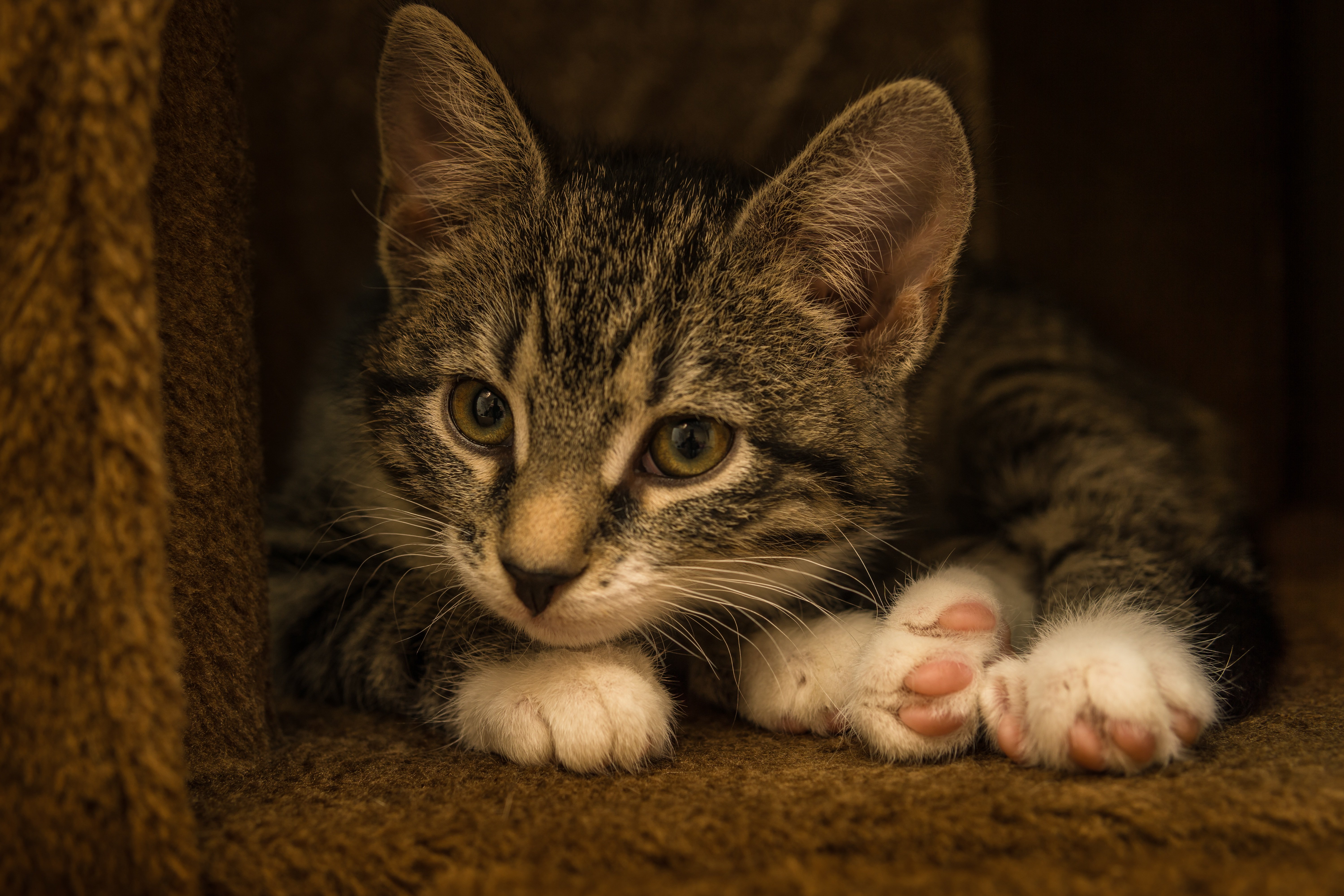 Laden Sie das Tiere, Katzen, Katze, Kätzchen, Tierbaby-Bild kostenlos auf Ihren PC-Desktop herunter