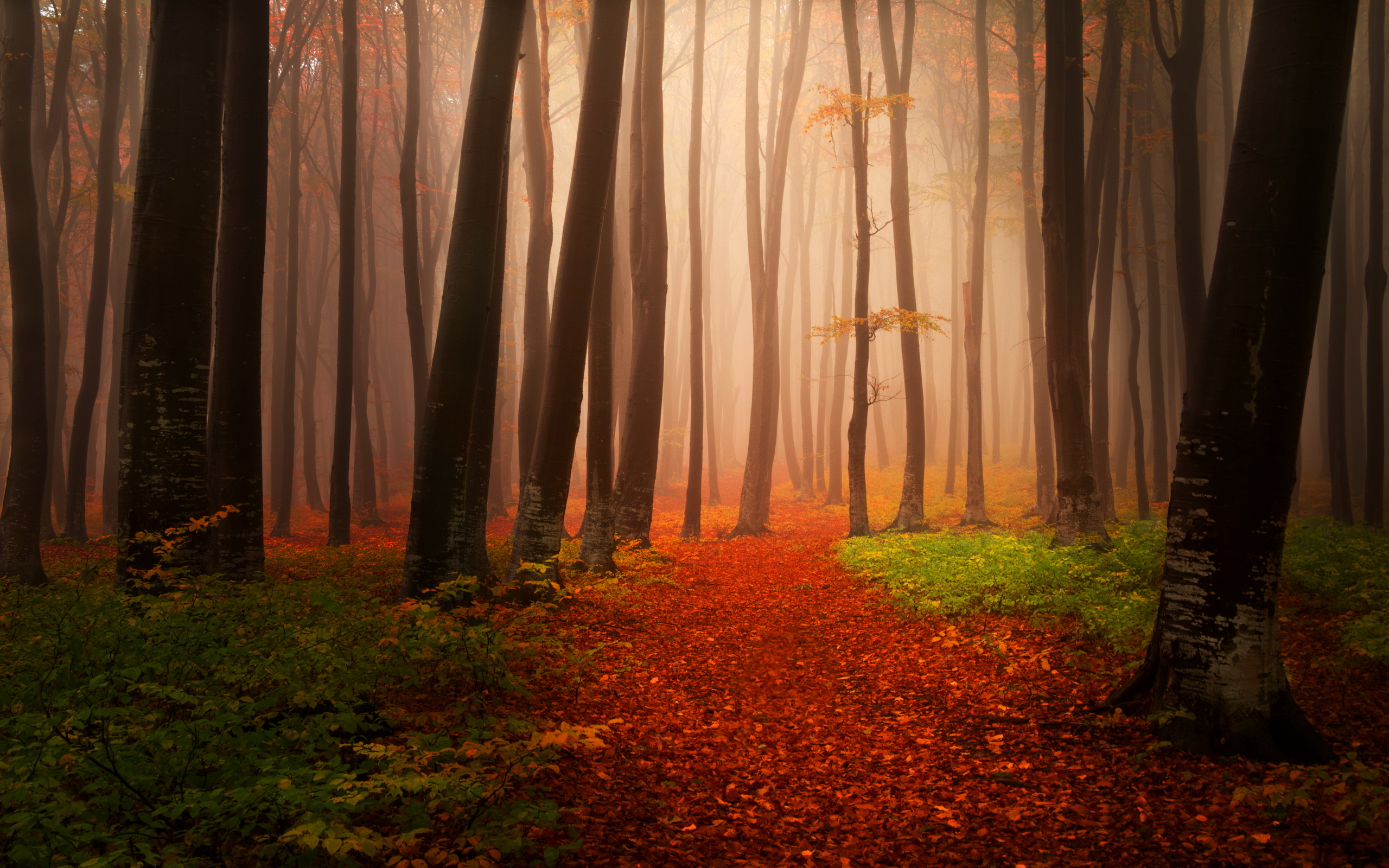Скачать картинку Природа, Осень, Лес, Дерево, Туман, Земля/природа в телефон бесплатно.
