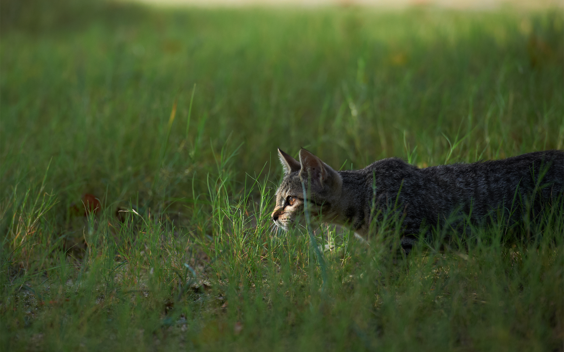 PCデスクトップにネコ, 猫, 動物画像を無料でダウンロード