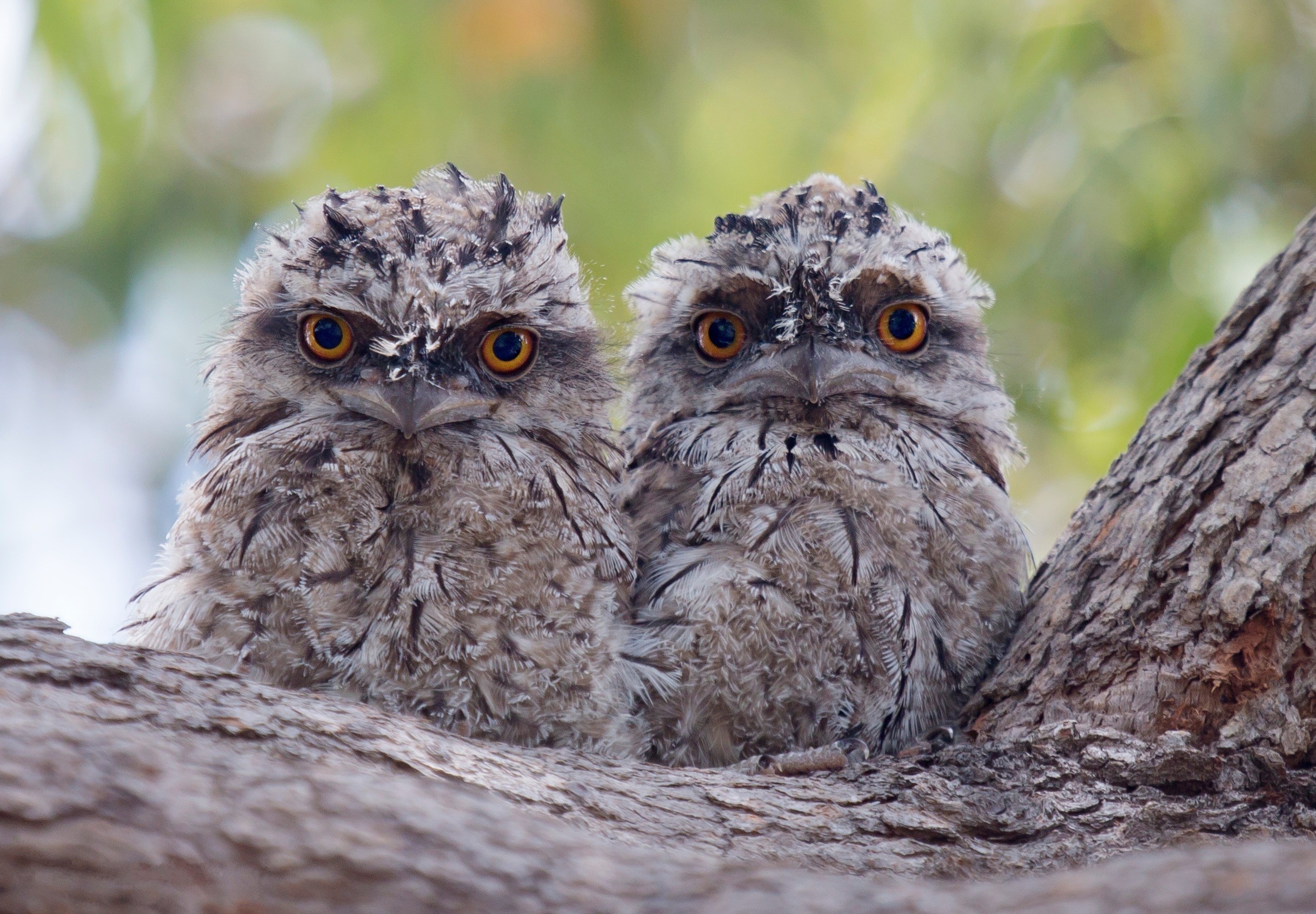 Laden Sie Tawny Frogmouth HD-Desktop-Hintergründe herunter