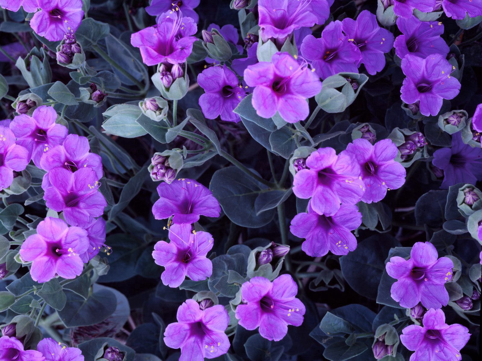Free download wallpaper Flowers, Flowerbed, Flower Bed, Stamens, Lilac, Garden, Purple on your PC desktop