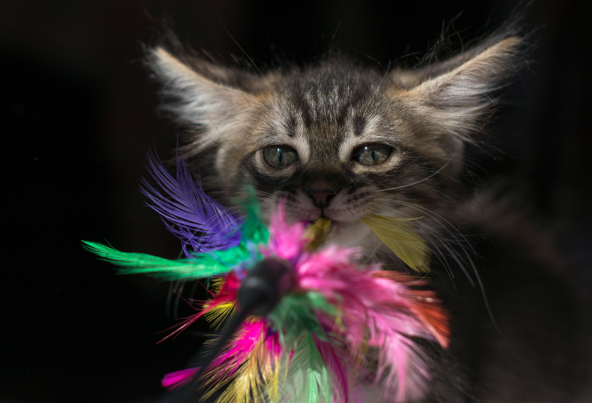 Baixe gratuitamente a imagem Animais, Gatos, Gato na área de trabalho do seu PC