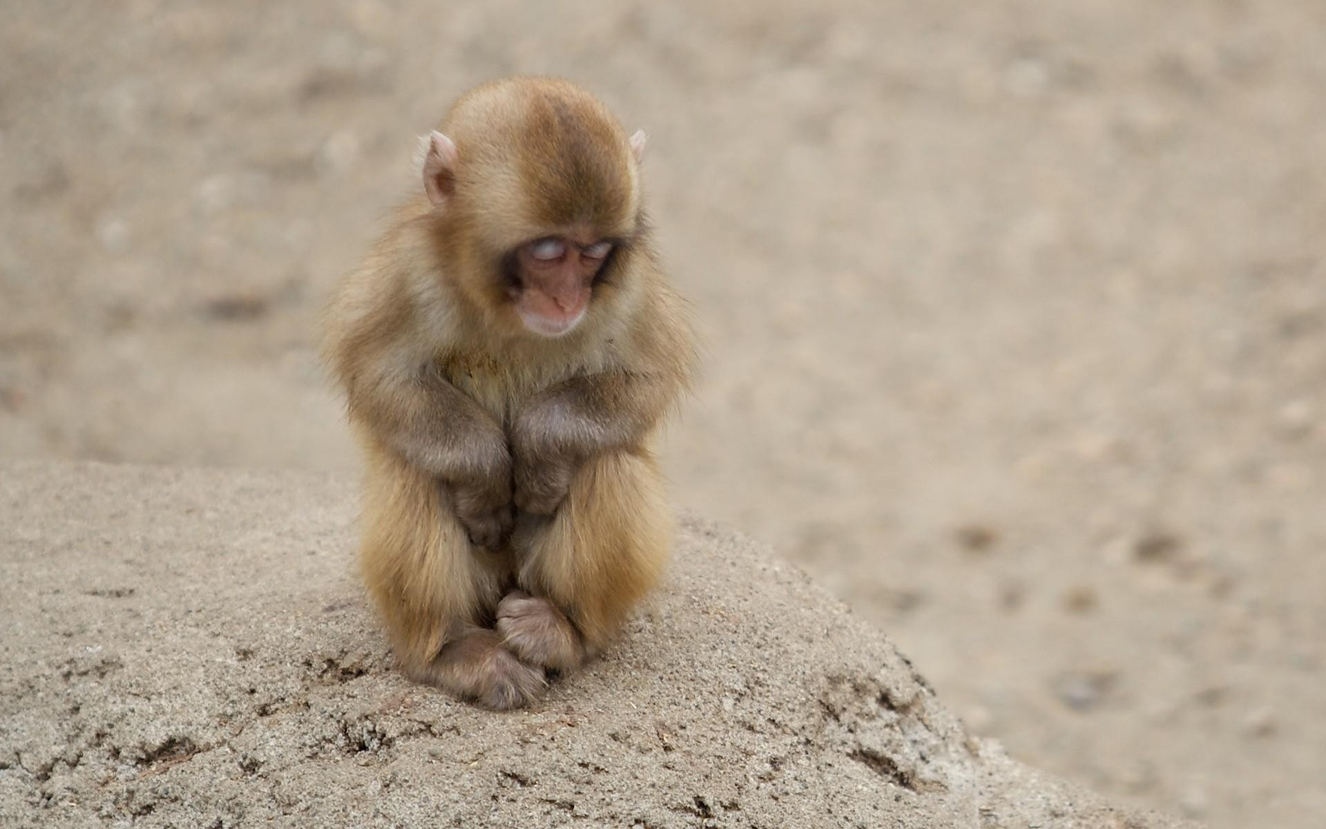 animal, japanese macaque, baby, cute, monkey, monkeys