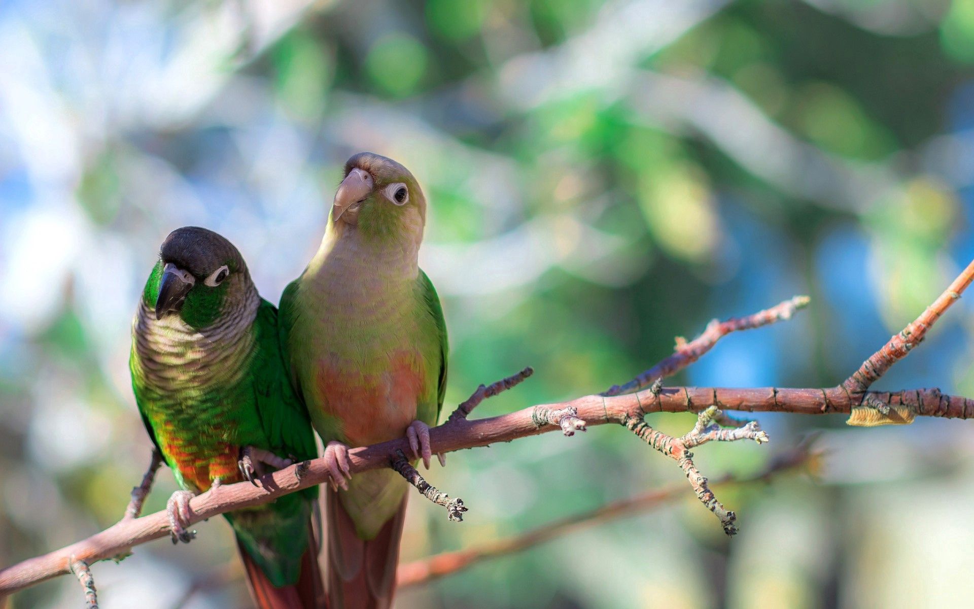 animals, birds, parrots, sit, branches, color 1080p
