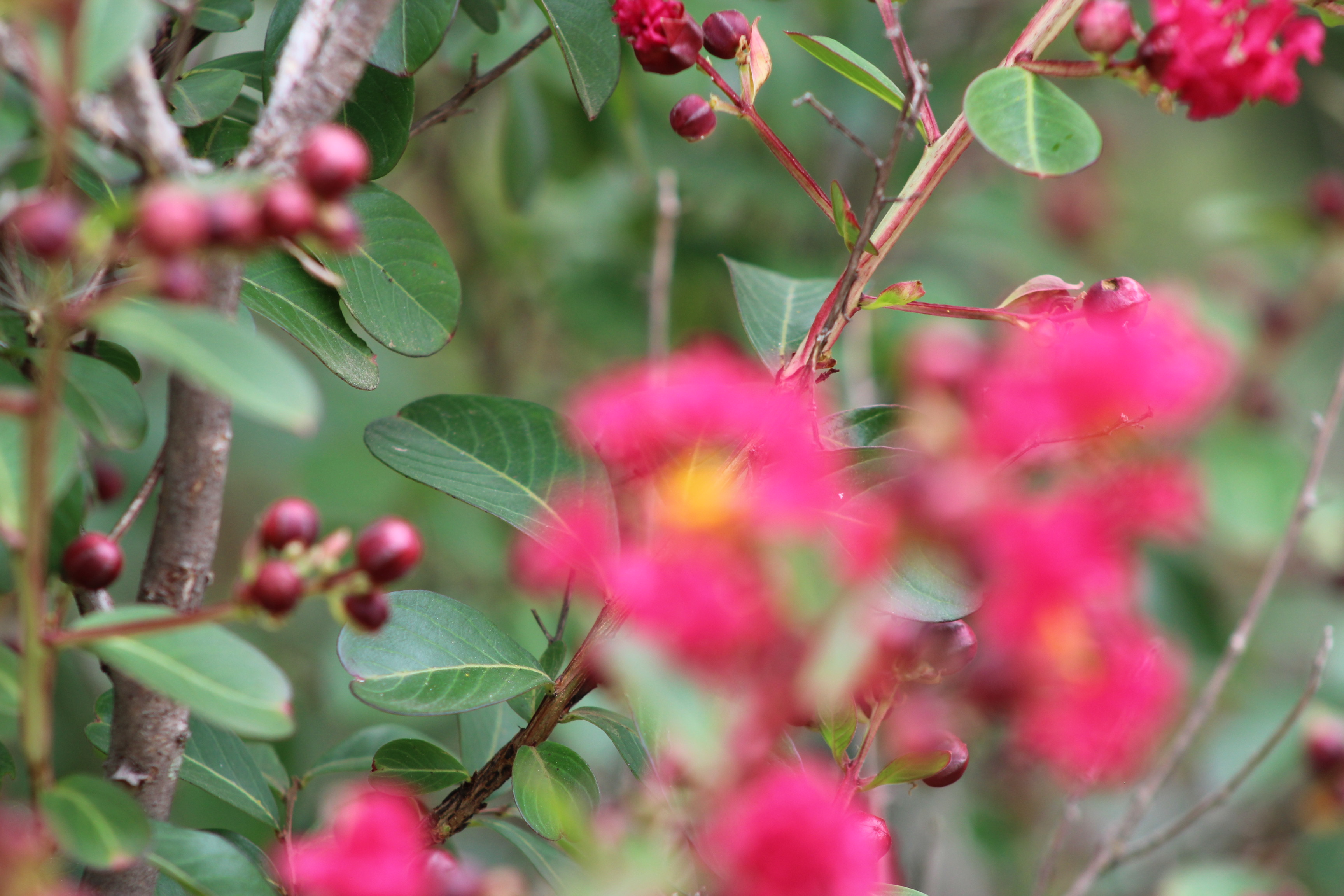 Descarga gratuita de fondo de pantalla para móvil de Flores, Flor, Tierra/naturaleza.