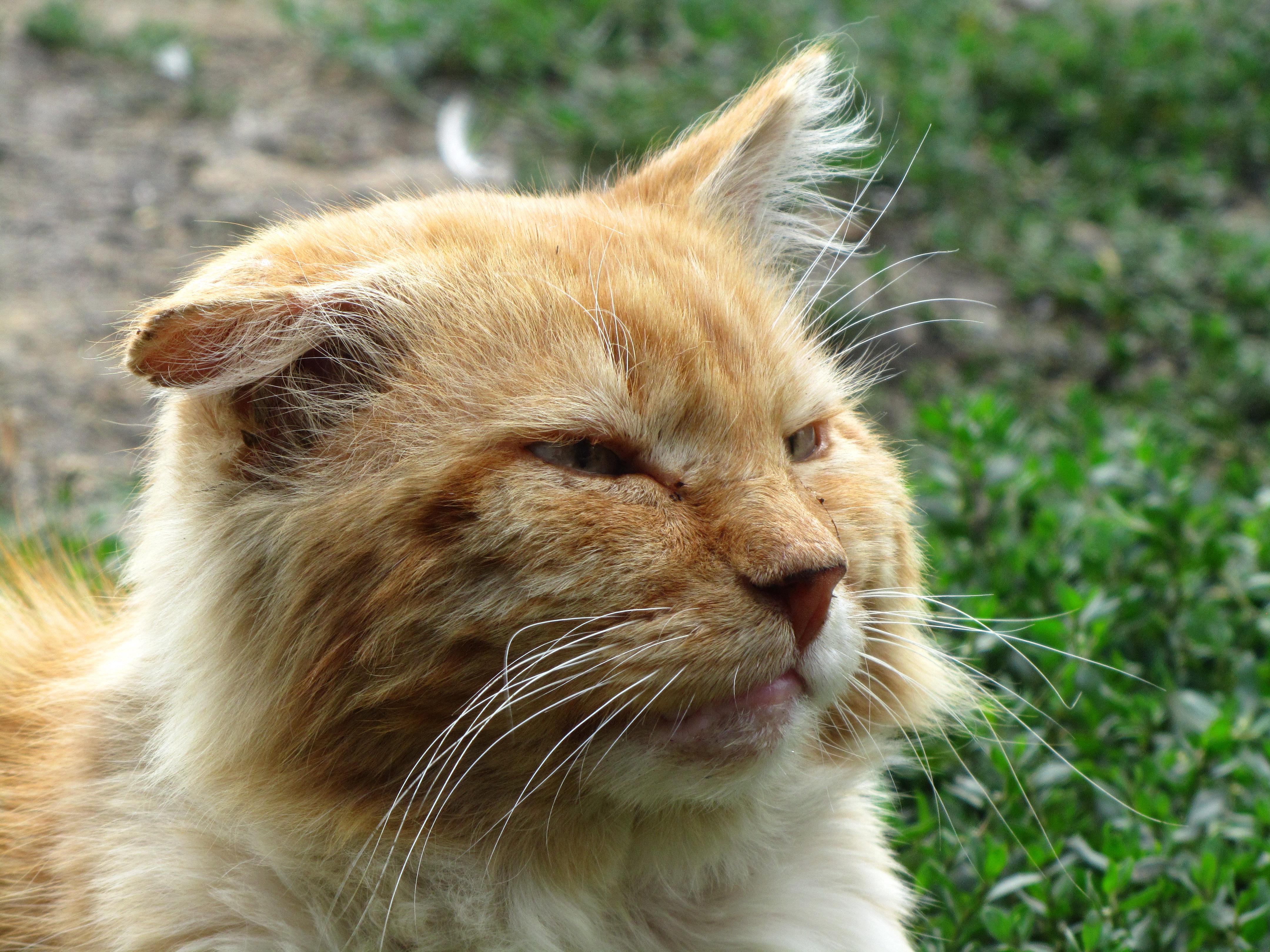 Baixar papel de parede para celular de Animais, Gatos, Gato gratuito.