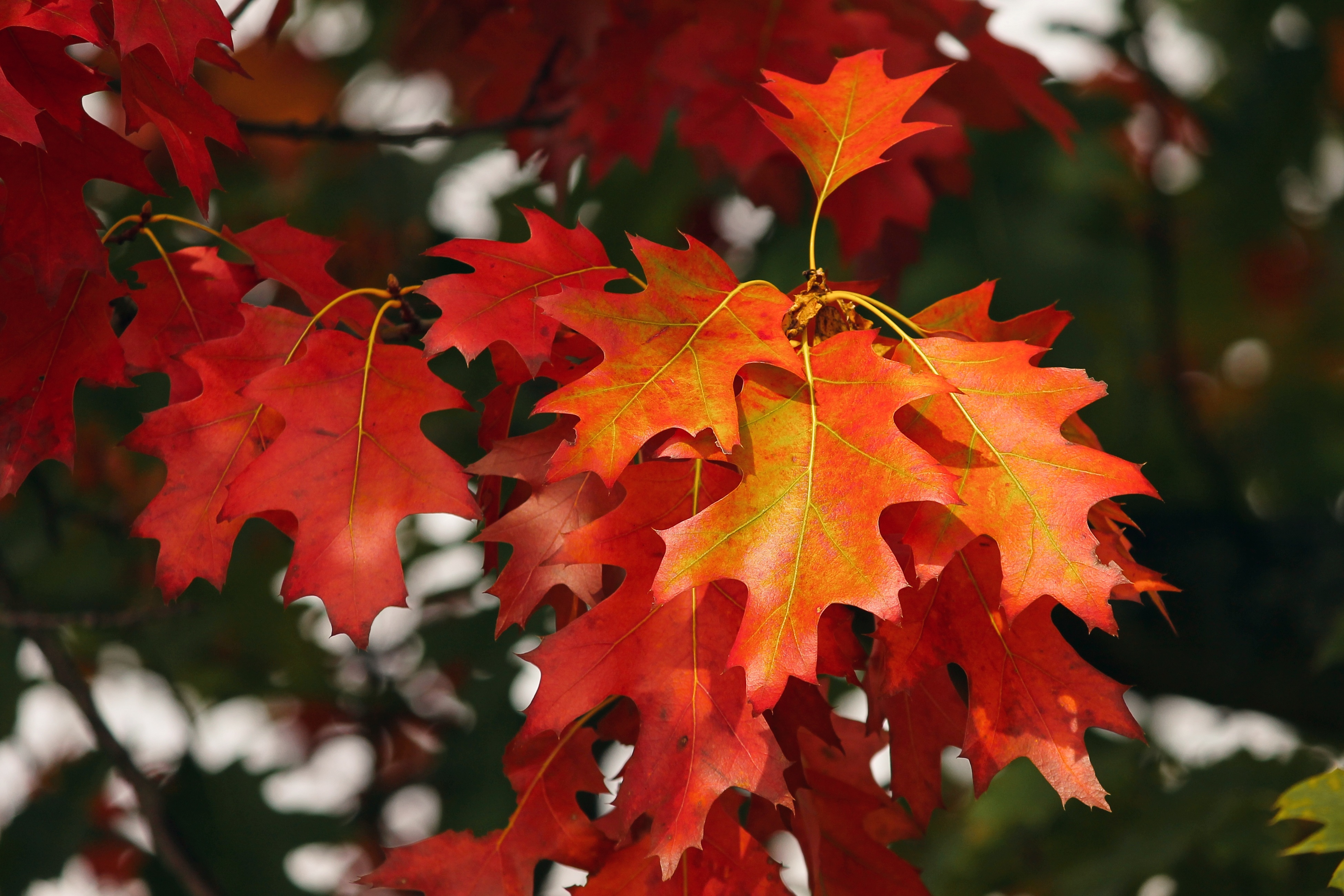 81417 скачать картинку октябрь, листья, осень, природа, красный - обои и заставки бесплатно