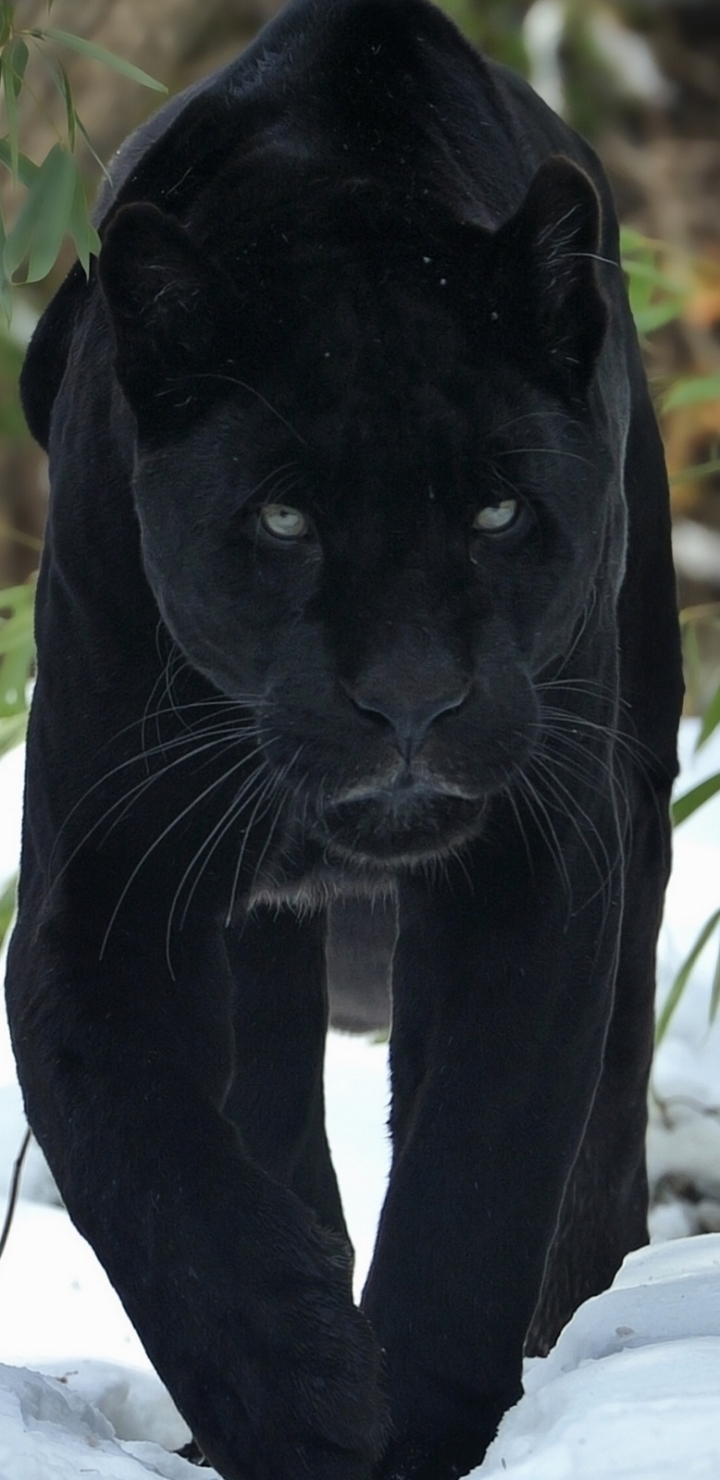 Handy-Wallpaper Tiere, Katzen, Schwarzer Panther kostenlos herunterladen.