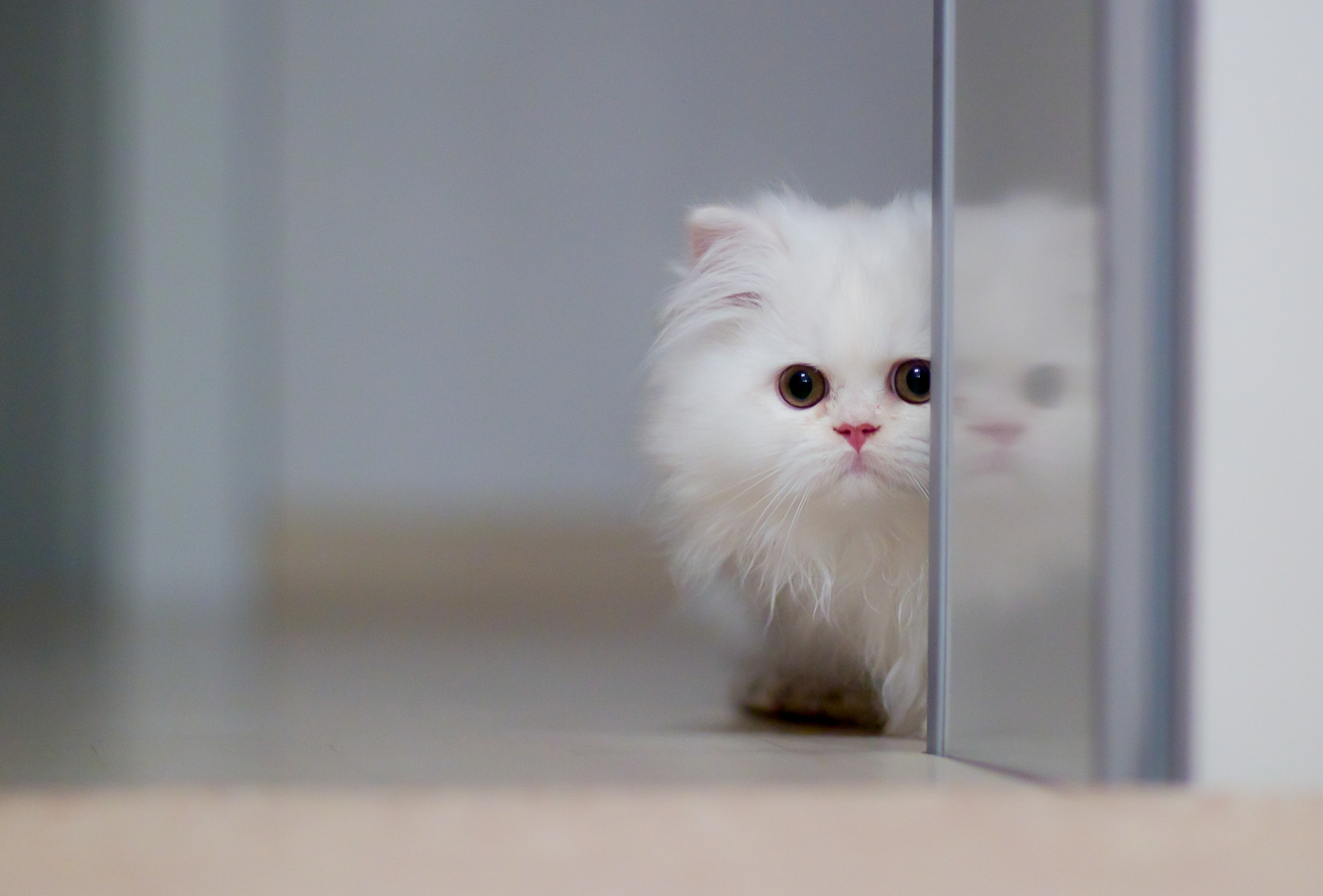 Download mobile wallpaper Cat, Kitten, Animal, Persian Cat for free.