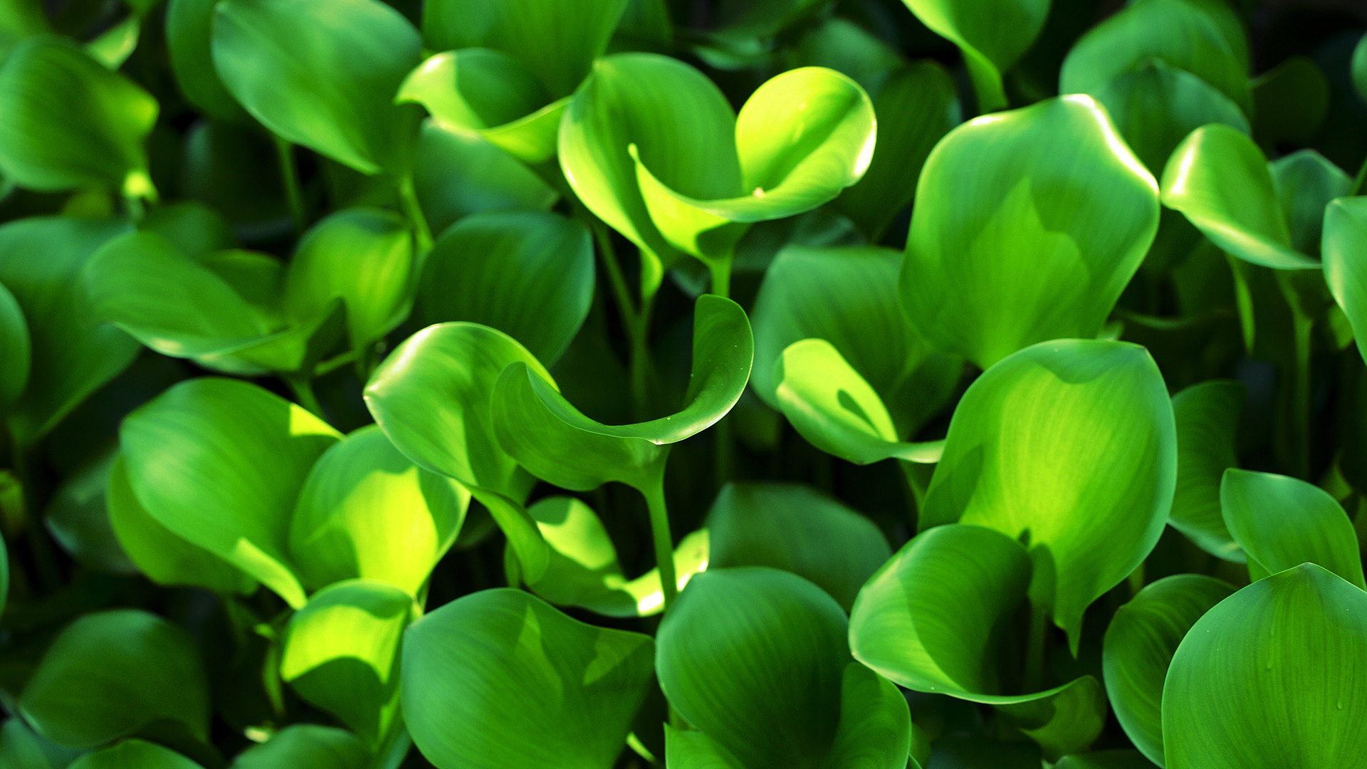 Скачать обои бесплатно Растение, Лист, Зеленый, Земля/природа картинка на рабочий стол ПК