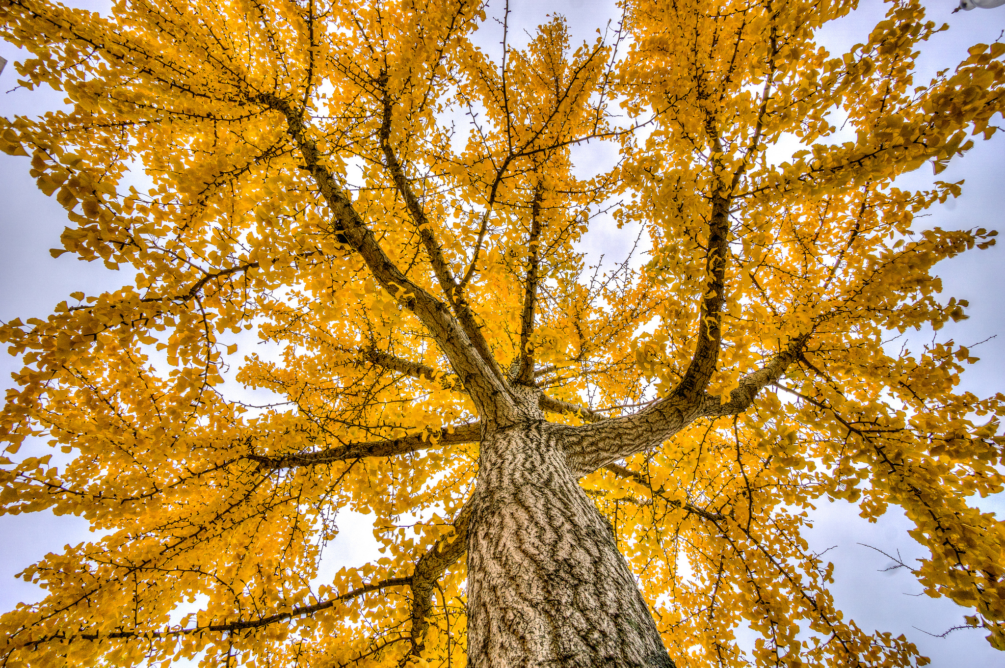 396671 скачать картинку осень, земля/природа, дерево, ветка, навес, жёлтый, деревья - обои и заставки бесплатно