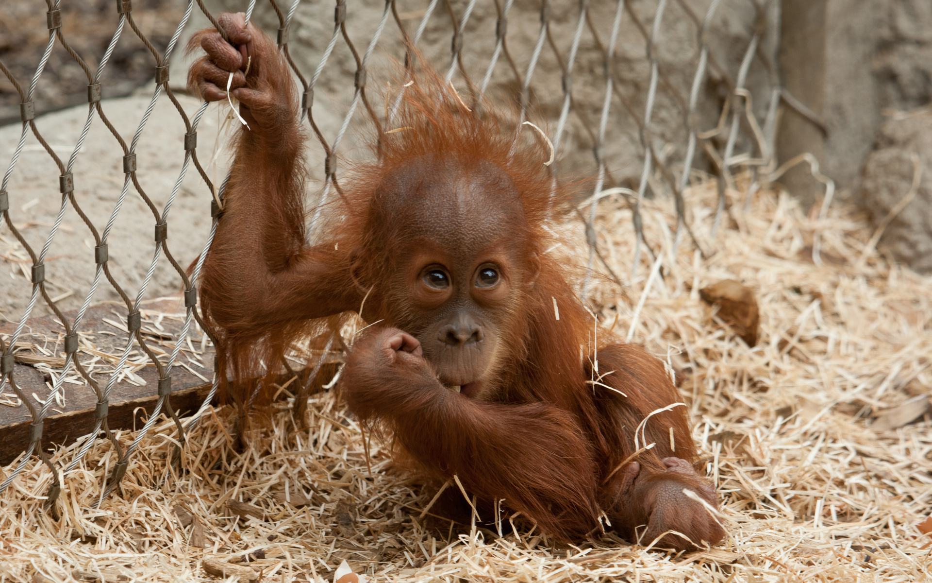253636 baixar papel de parede animais, orangotango, macacos - protetores de tela e imagens gratuitamente