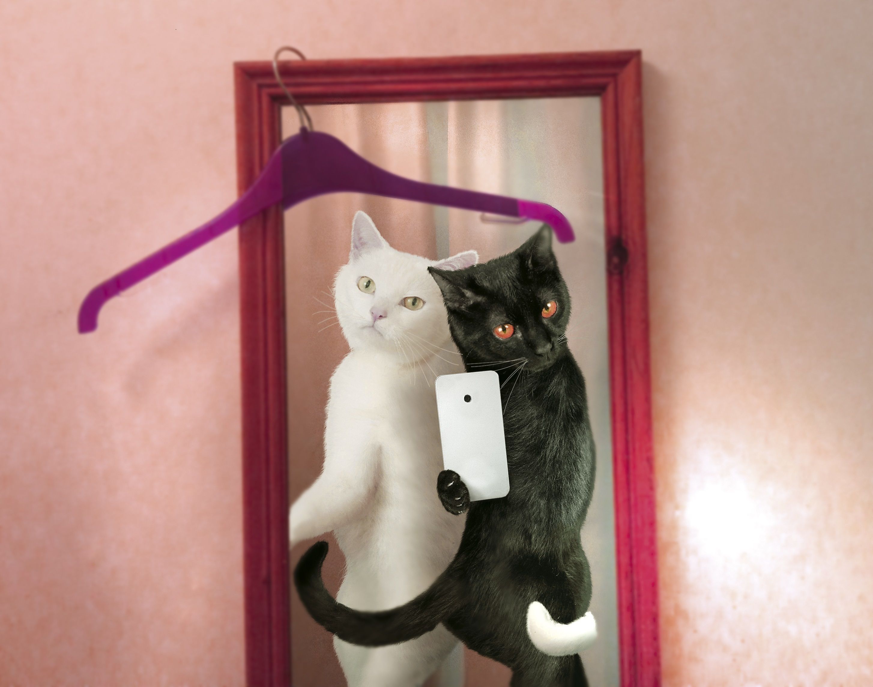 Descarga gratuita de fondo de pantalla para móvil de Gatos, Gato, Humor.