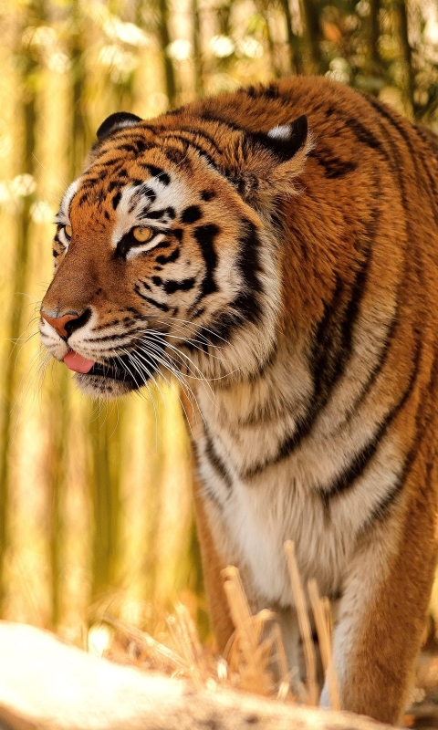 Download mobile wallpaper Cats, Tiger, Animal for free.