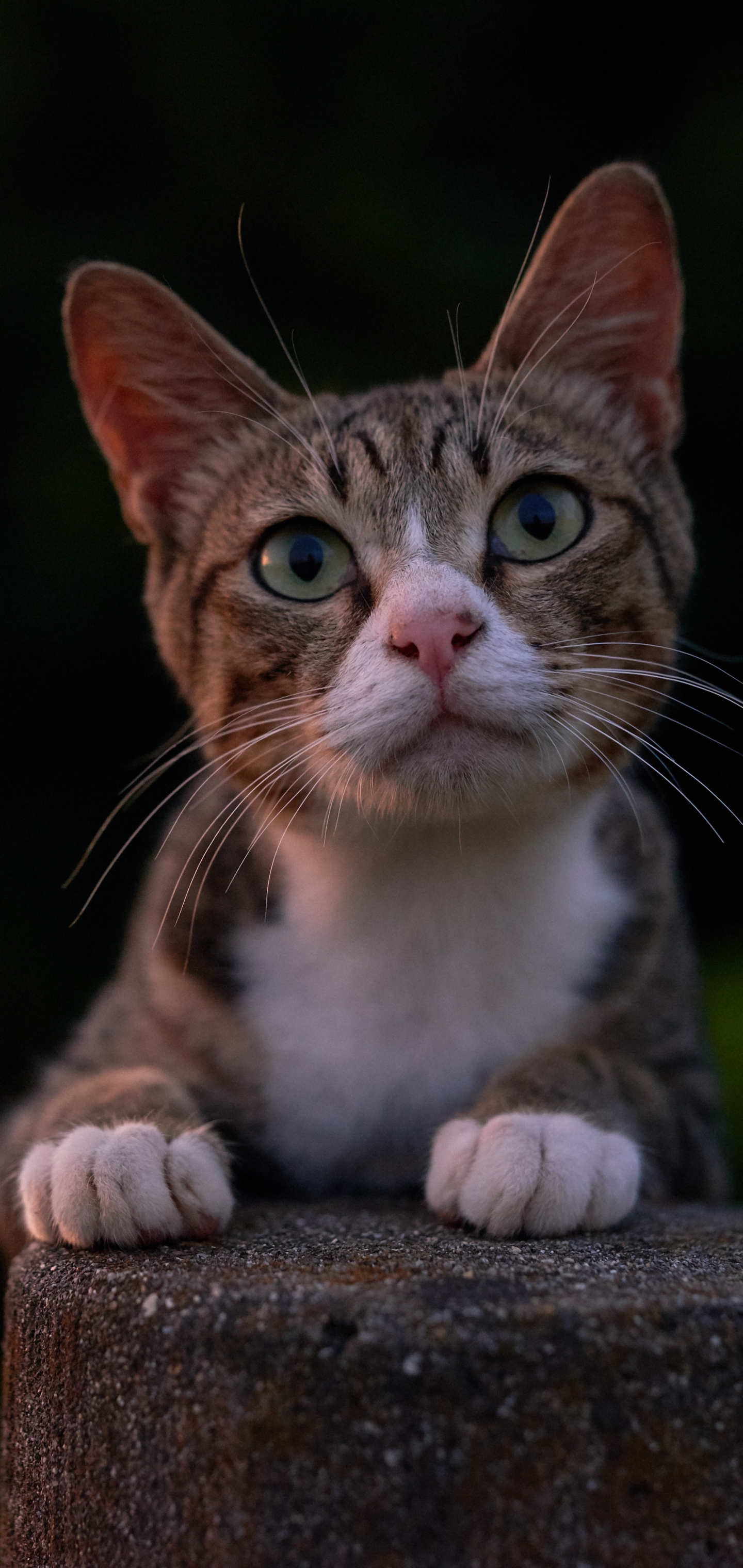 Handy-Wallpaper Tiere, Katzen, Katze kostenlos herunterladen.