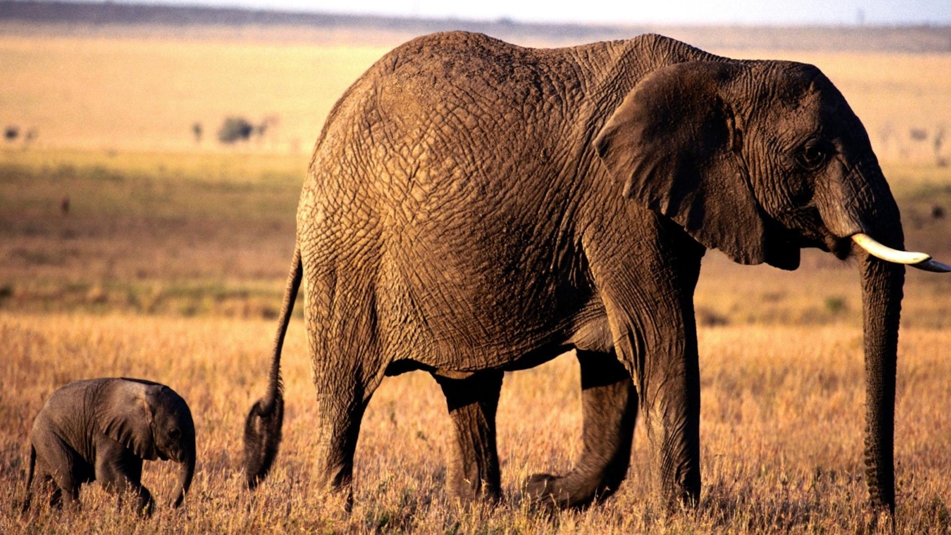Baixe gratuitamente a imagem Elefante Da Savana, Elefantes, Animais na área de trabalho do seu PC