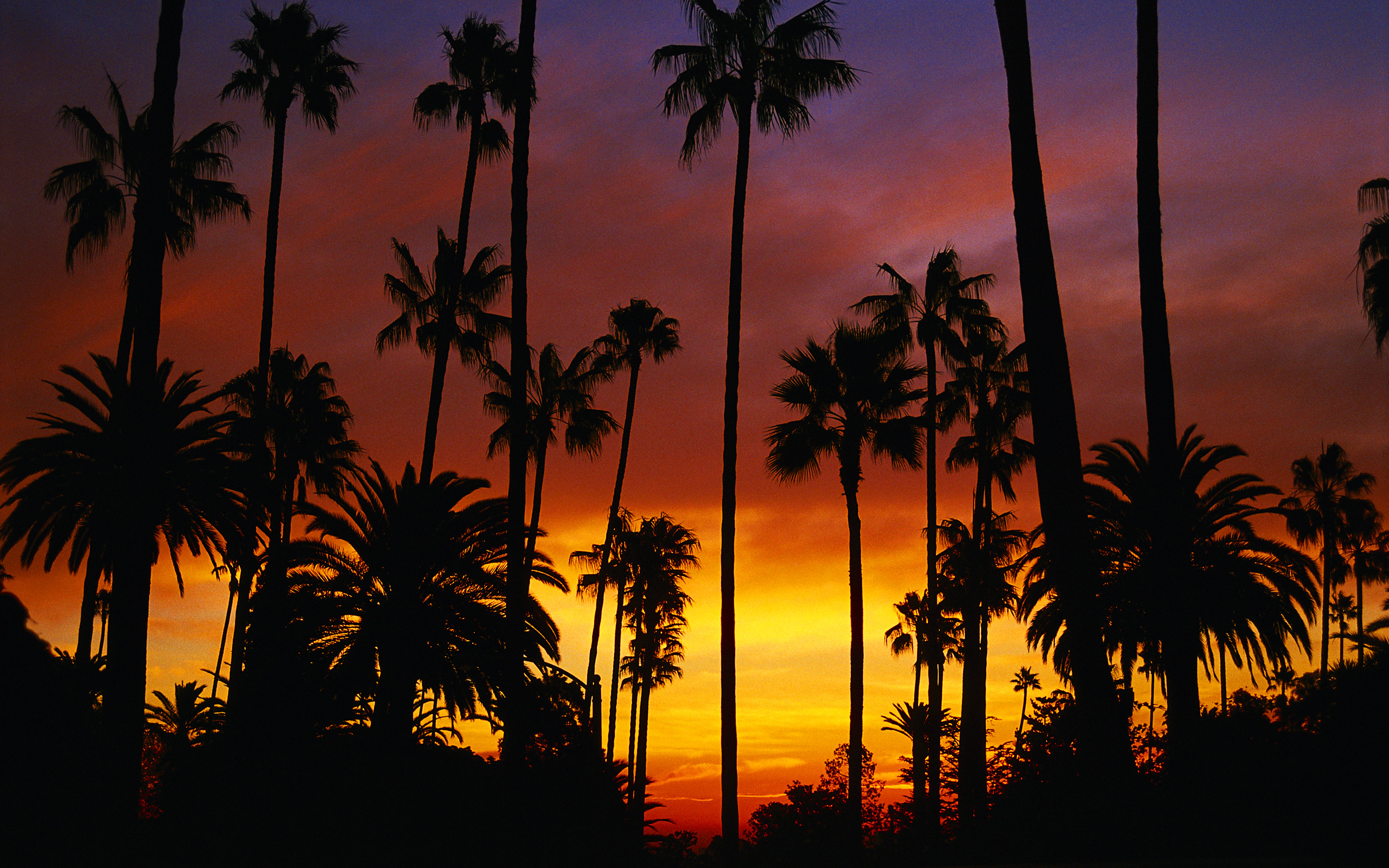 Скачать картинку Небо, Пальмы, Силуэт, Калифорния, Земля/природа, Закат Солнца, Оранжевый Цвет) в телефон бесплатно.