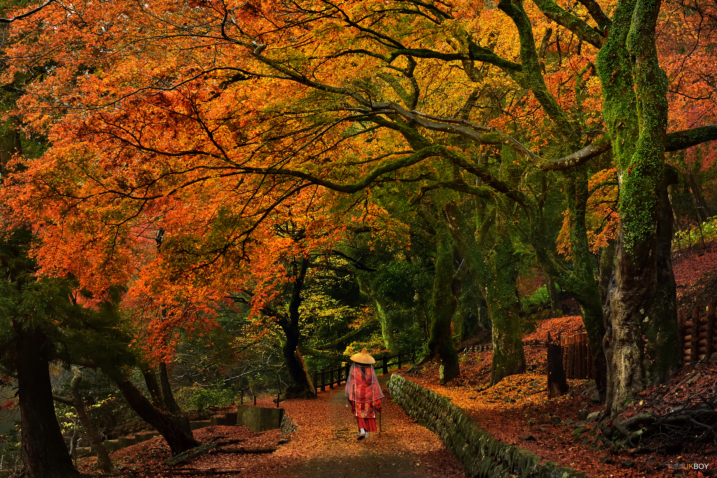 Download mobile wallpaper Tree, Fall, Photography, Pilgrim for free.