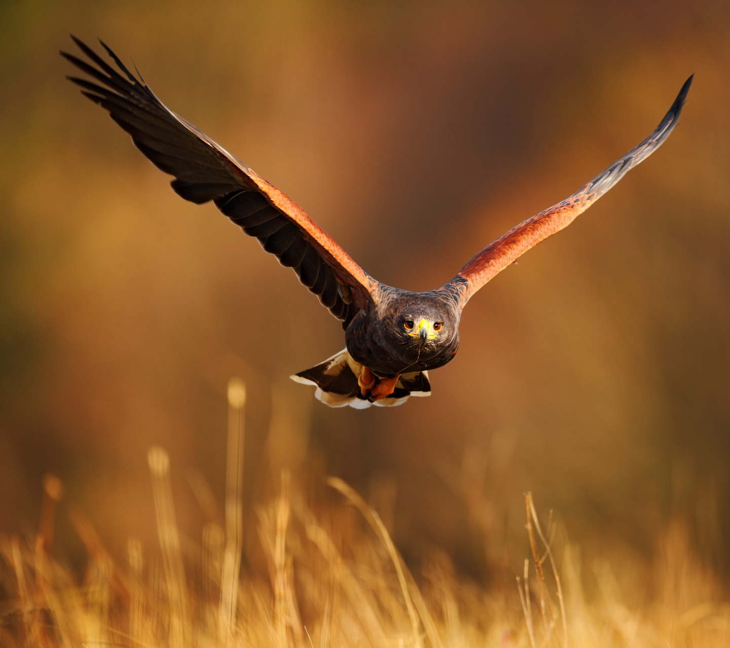 Baixar papel de parede para celular de Águia, Aves, Animais gratuito.