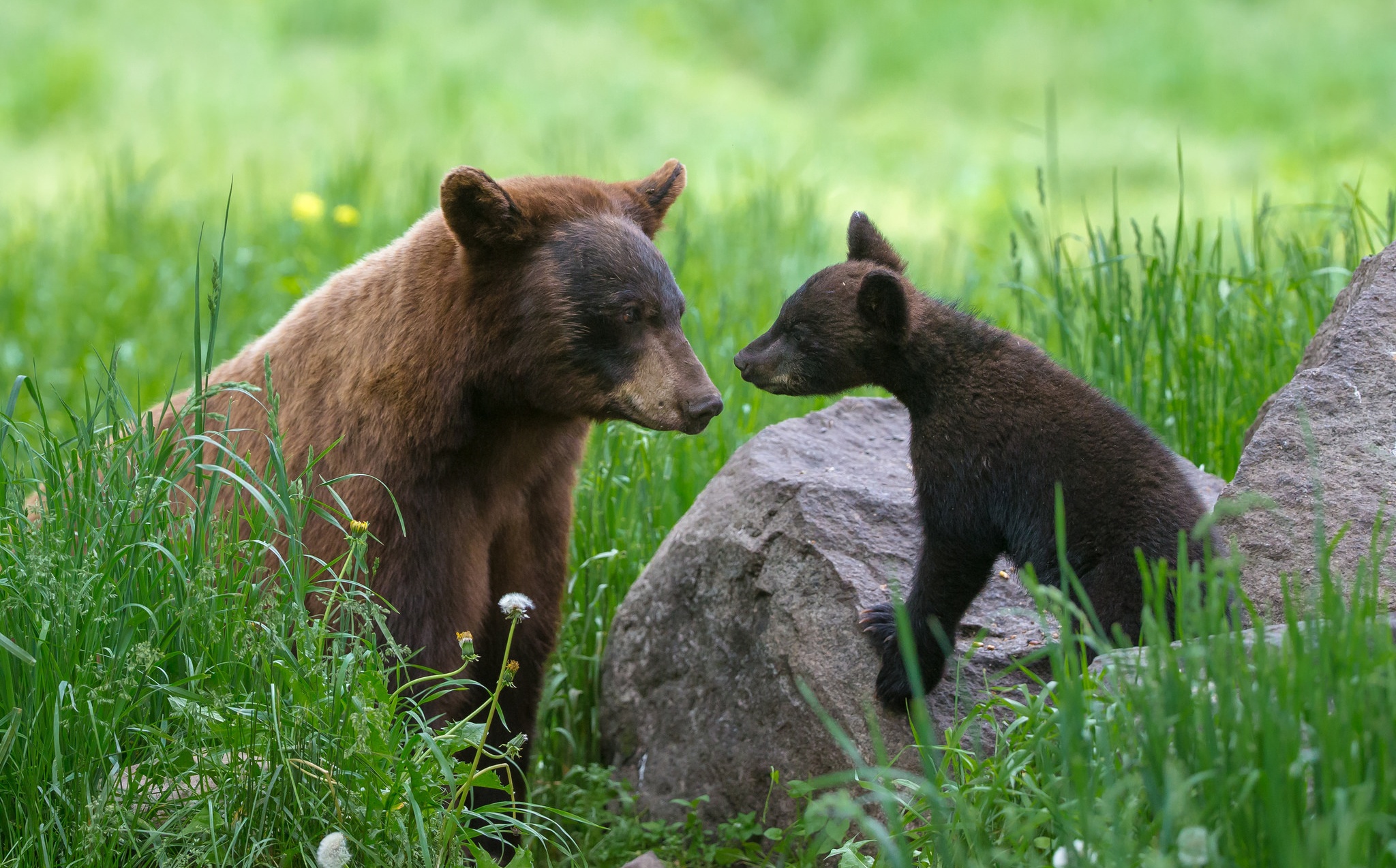 Download mobile wallpaper Grass, Bears, Bear, Animal, Baby Animal, Cub for free.