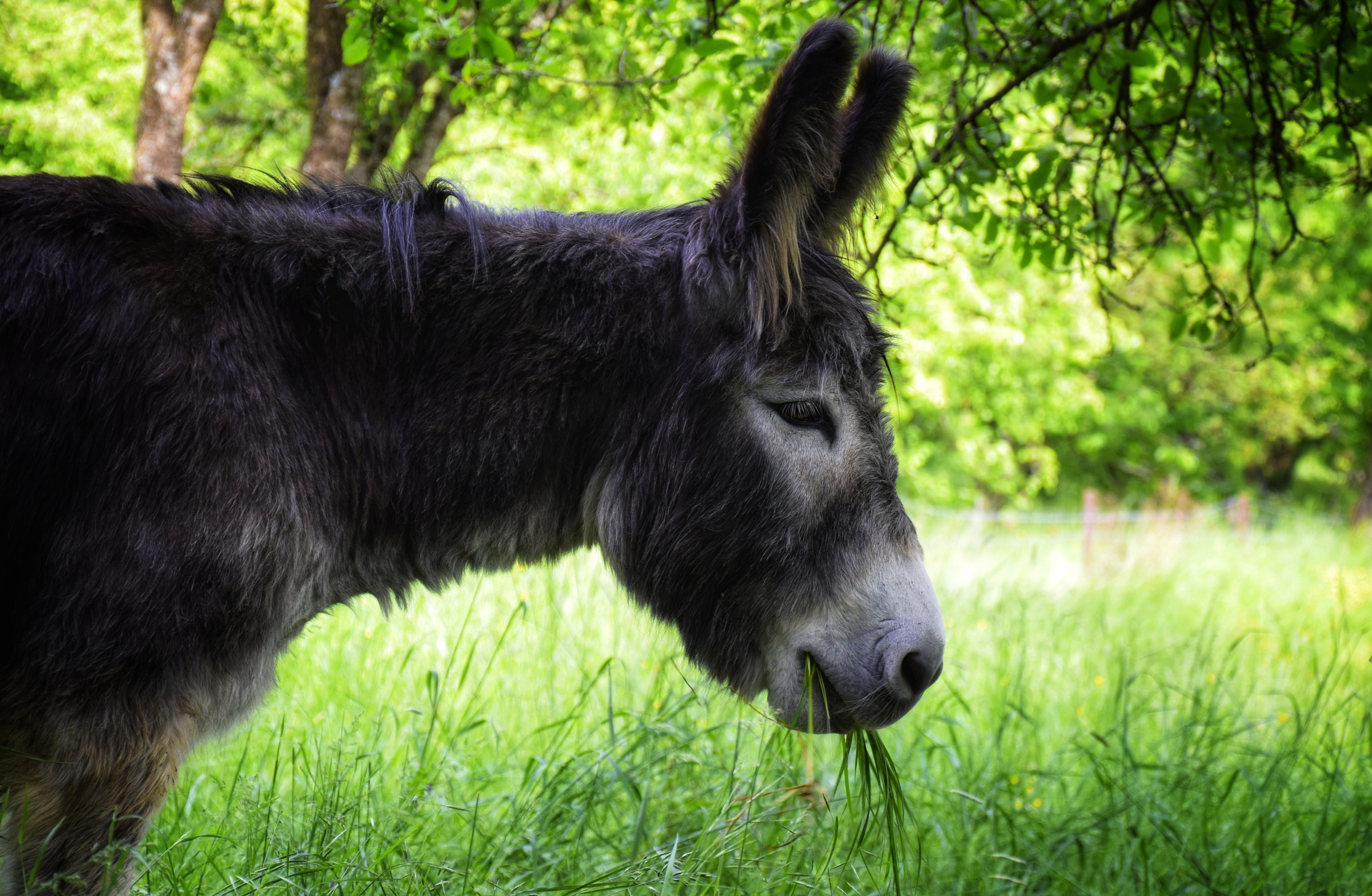 animal, donkey, grass, muzzle, profile
