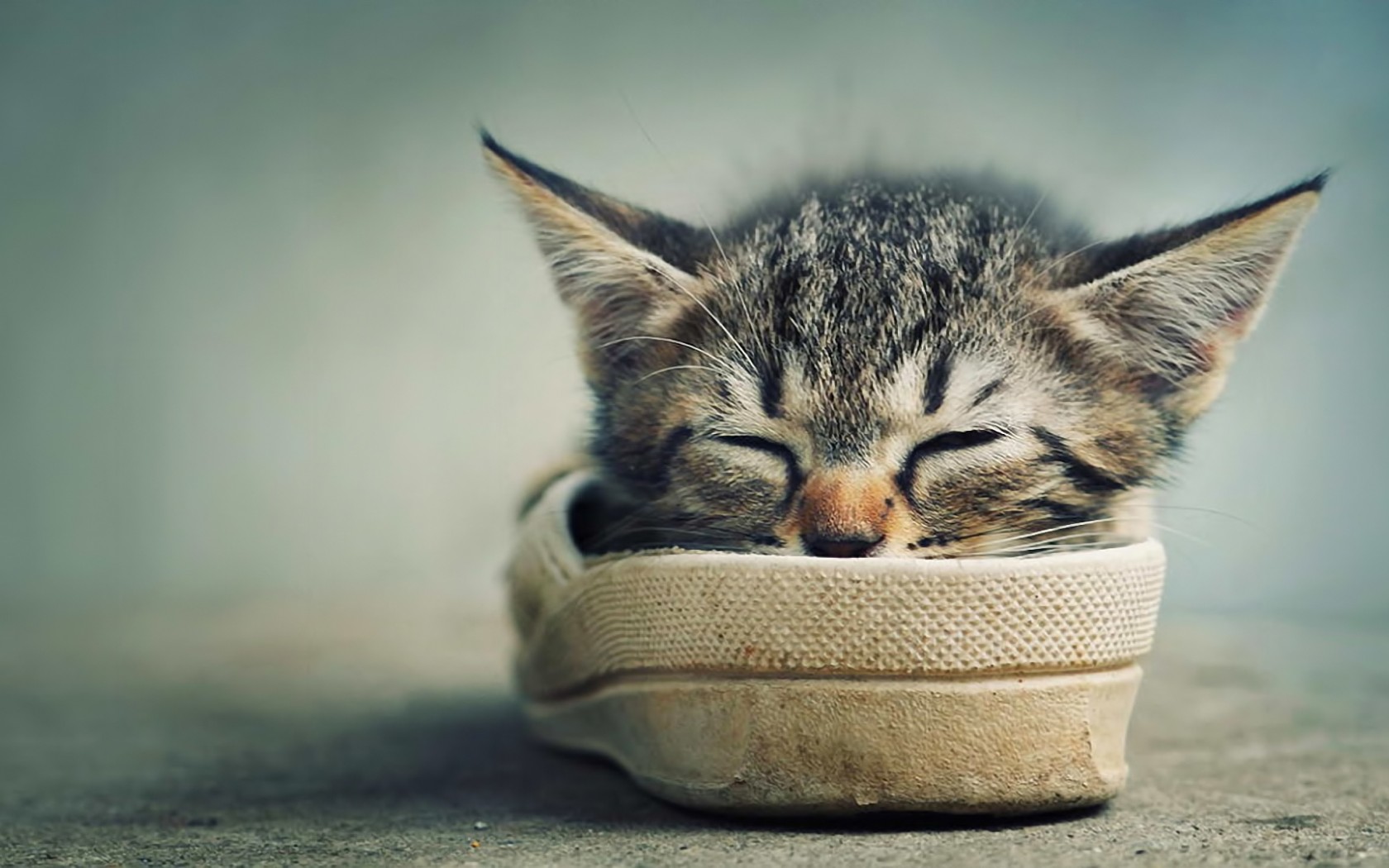 Download mobile wallpaper Shoe, Sleeping, Cat, Cats, Animal for free.