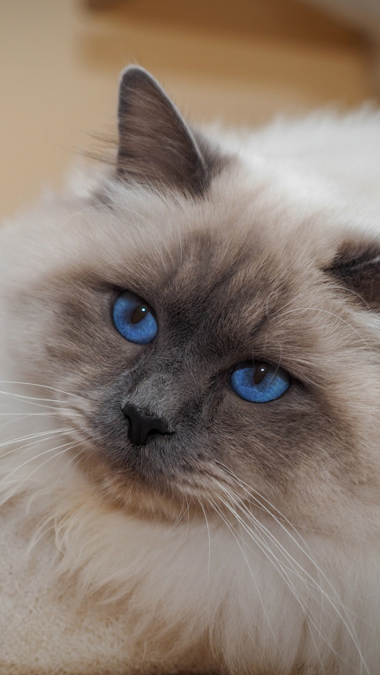 Descarga gratuita de fondo de pantalla para móvil de Animales, Gatos, Gato, Ojos Azules, Muñeca De Trapo.