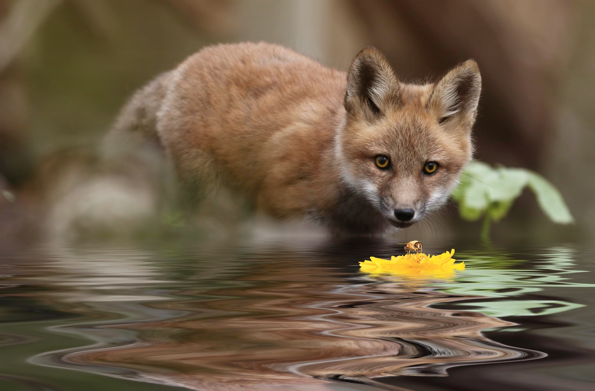 Free download wallpaper Fox, Insect, Animal, Stream, Elower on your PC desktop