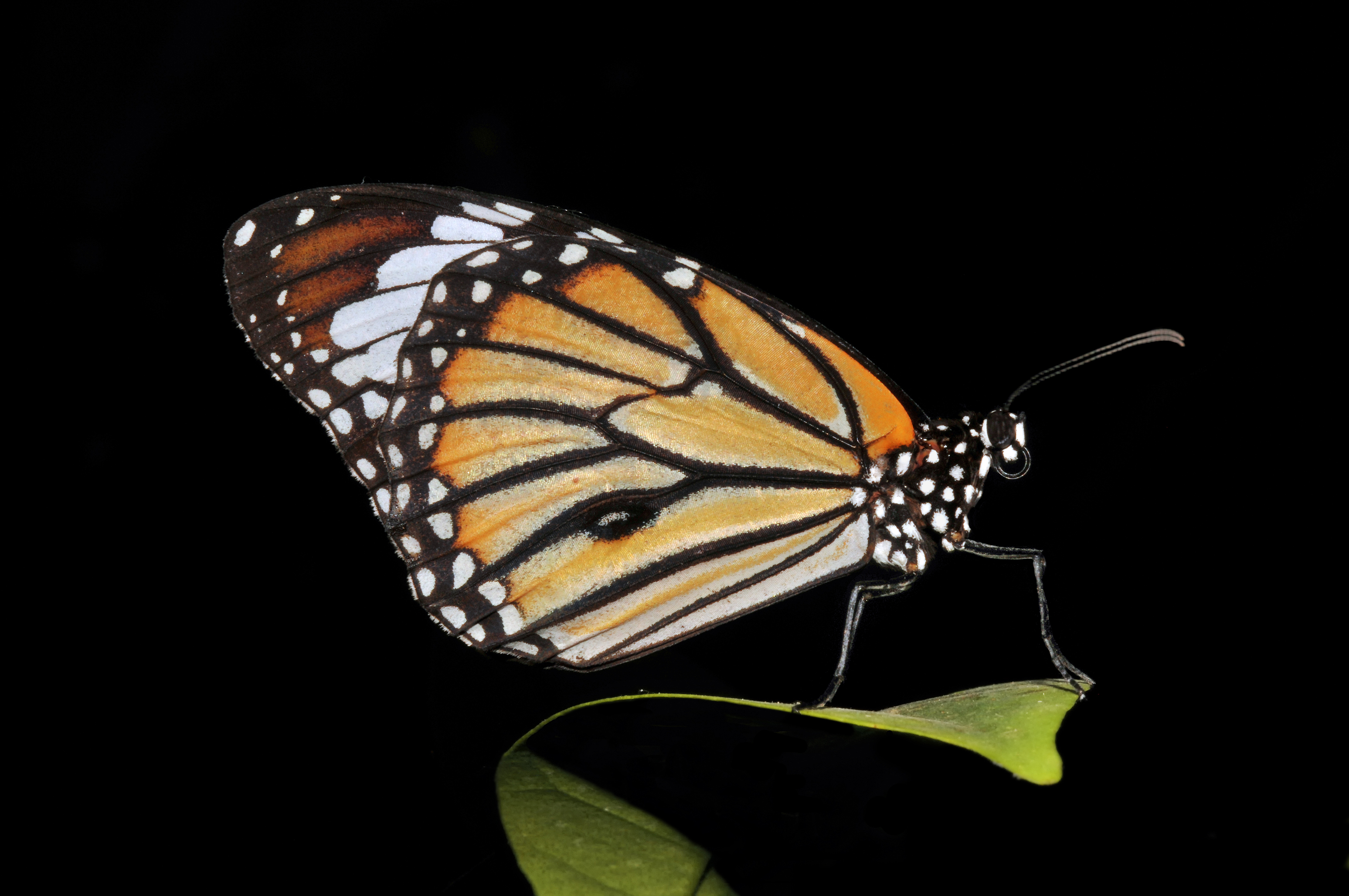 Handy-Wallpaper Tiere, Schmetterlinge, Tiger Schmetterling kostenlos herunterladen.