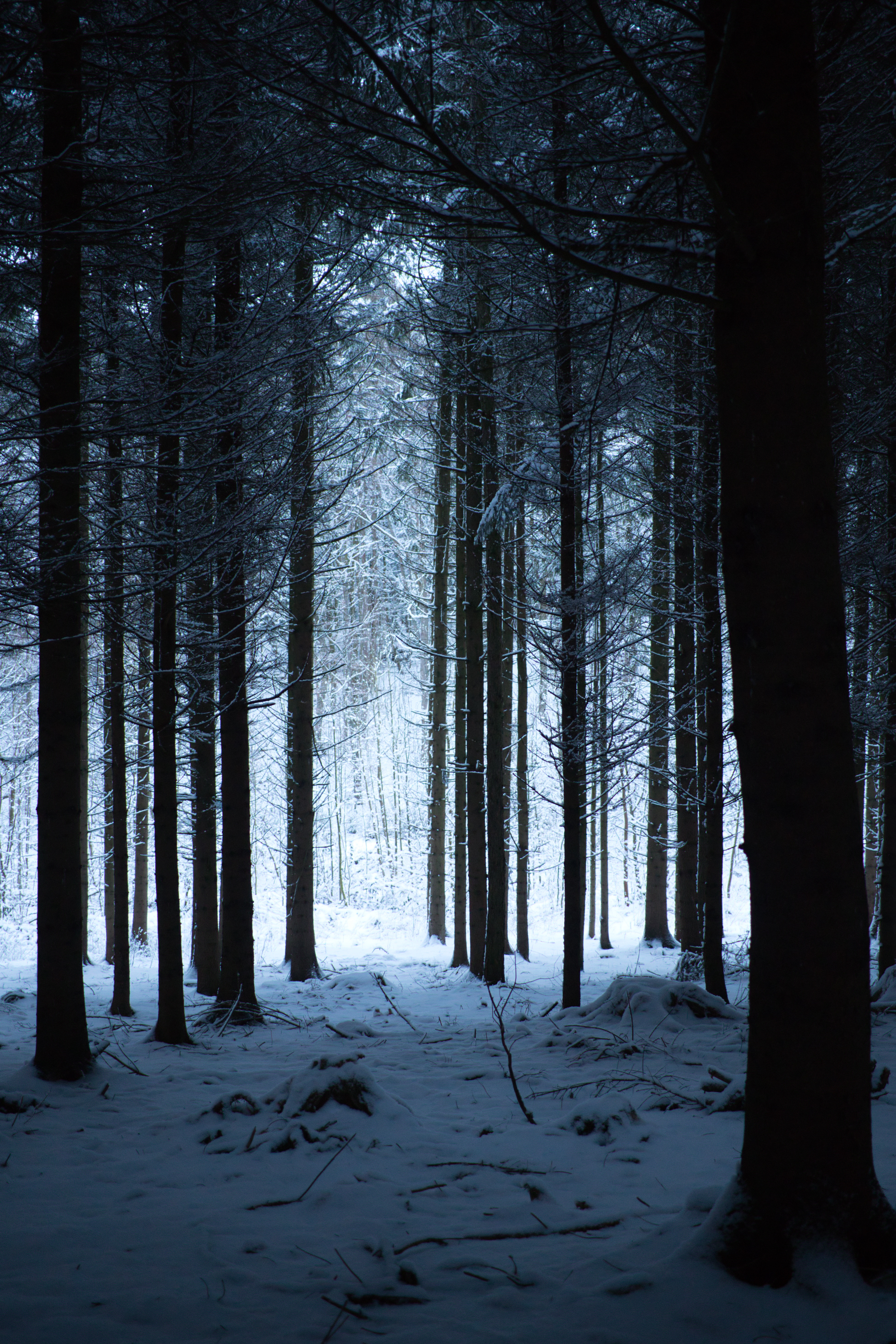 68261 скачать обои поход, заснеженный, деревья, зима, природа, снег, лес - заставки и картинки бесплатно