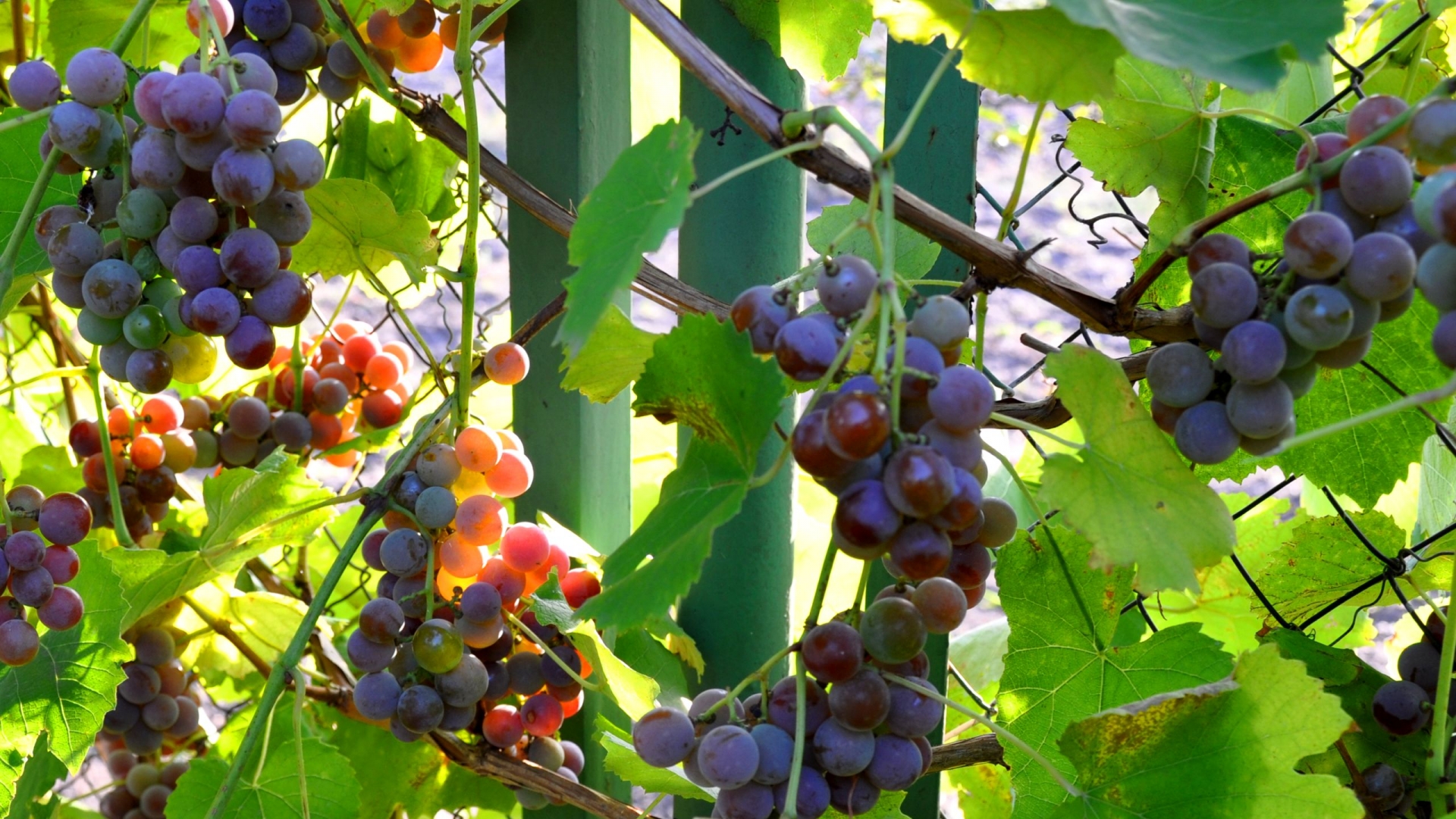 Descarga gratuita de fondo de pantalla para móvil de Frutas, Alimento, Uva.