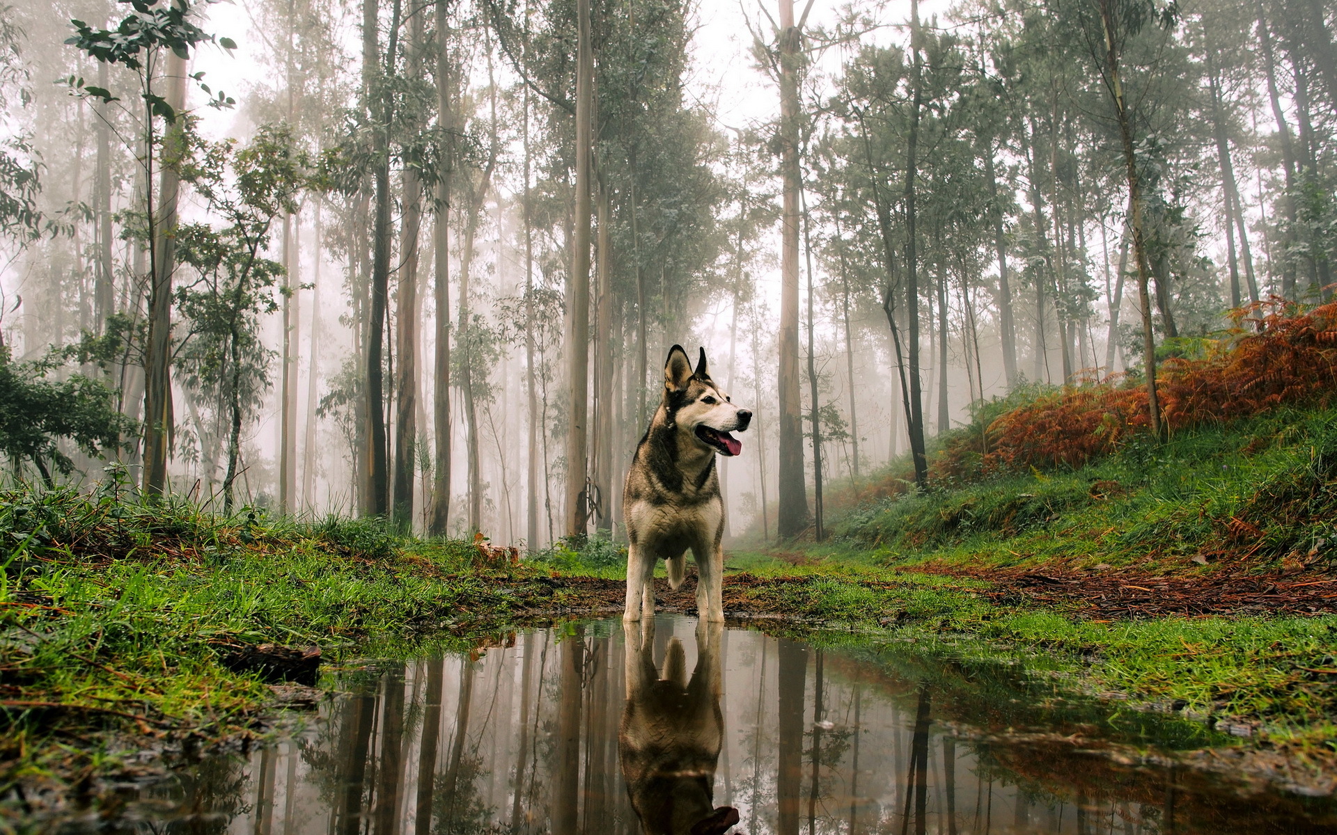 344626 завантажити картинку туман, хаскі, ліс, собаки, пес, тварина, рефлексія - шпалери і заставки безкоштовно