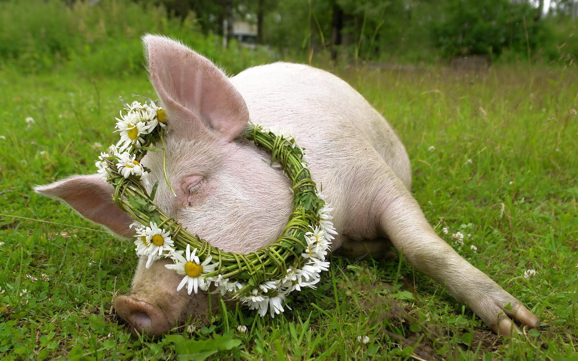 79851 скачать картинку цветы, свинья, животные, трава, лежать, ромашка, венок - обои и заставки бесплатно