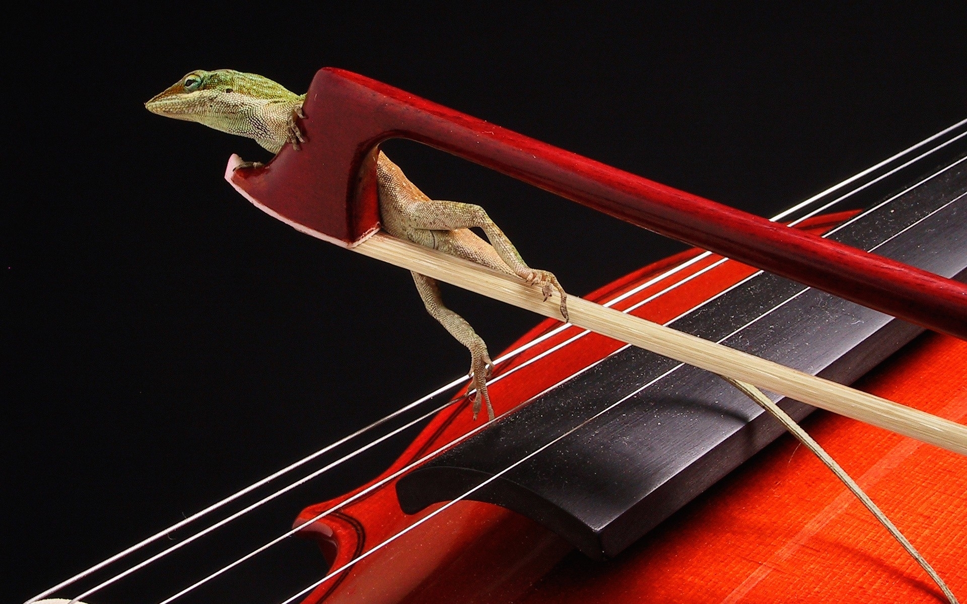 Download mobile wallpaper Music, Lizard, Reptile, Violin, Humor for free.