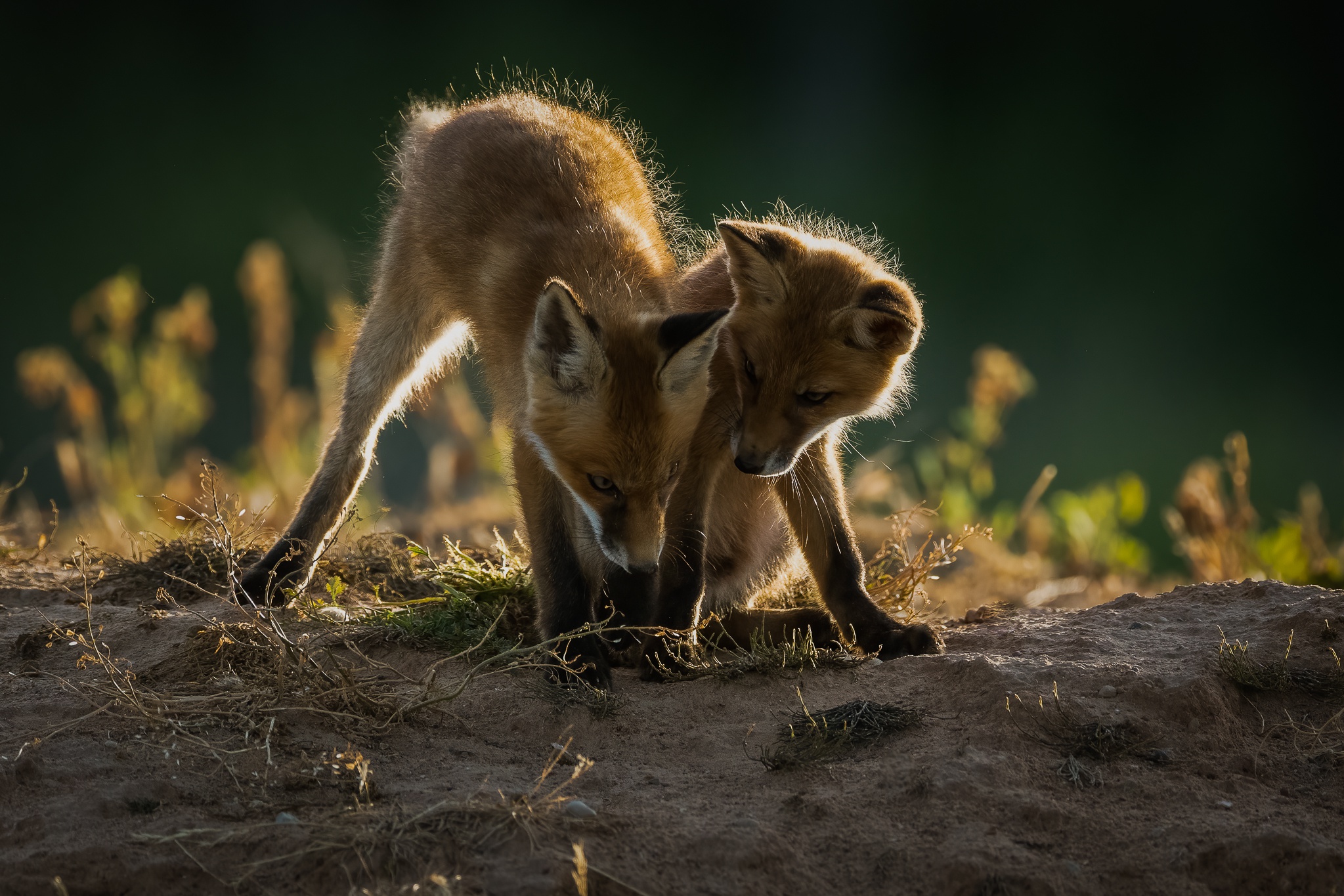 Handy-Wallpaper Tiere, Fuchs, Tierbaby, Jungtier kostenlos herunterladen.