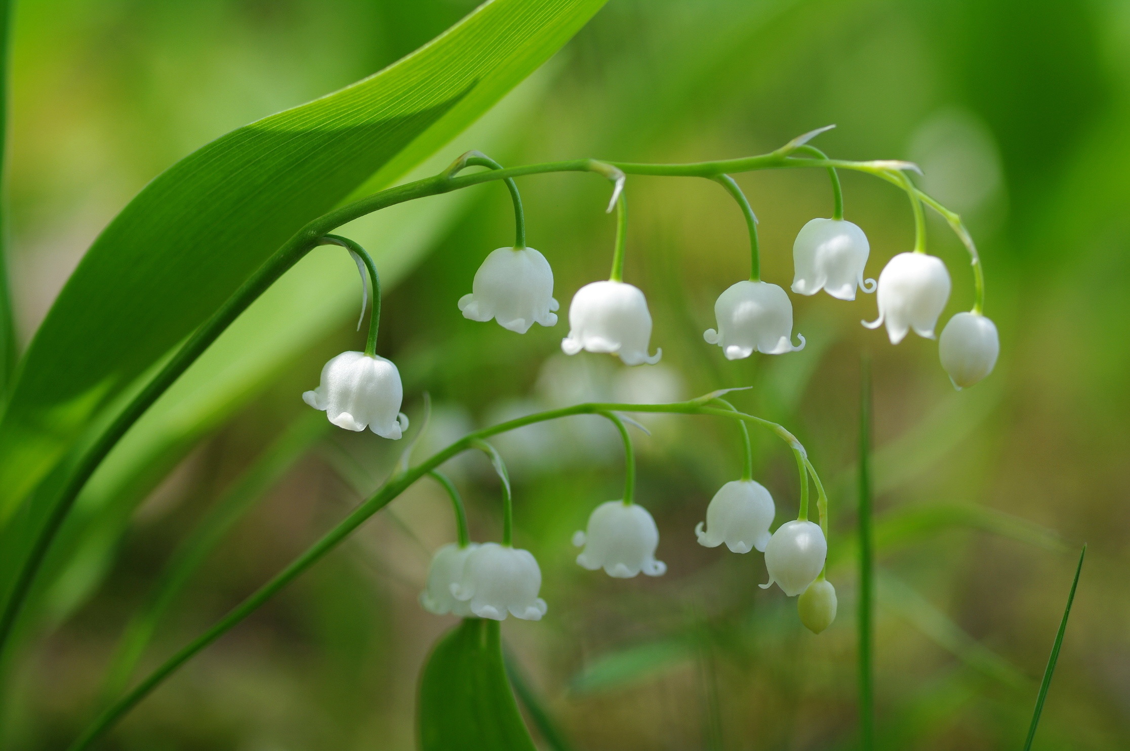 lily of the valley, earth, close up, flower, nature, white flower, flowers